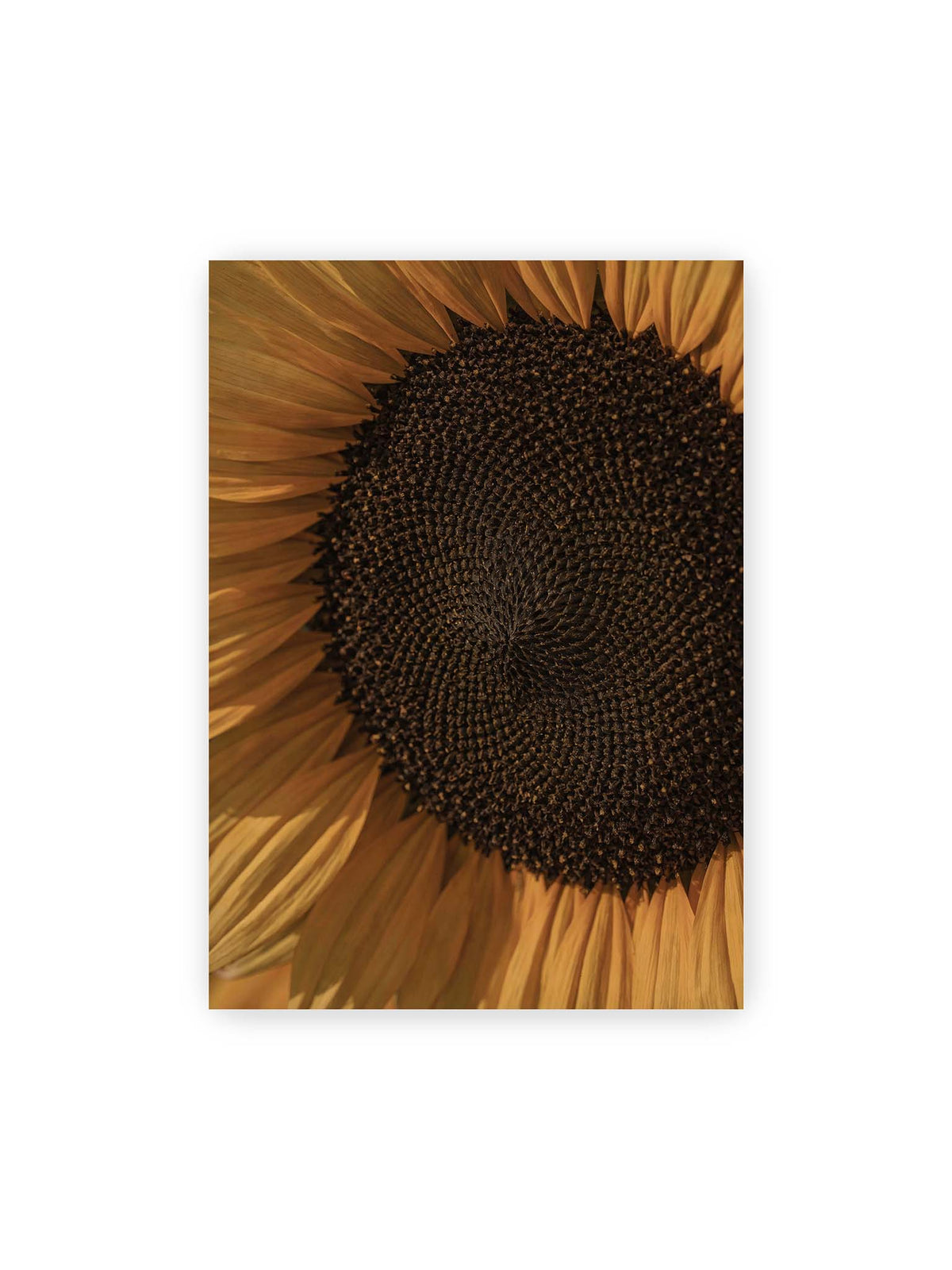 50x70 cm – Nahaufnahme einer Sonnenblume mit dunklem Samenstand und goldgelben Blütenblättern.