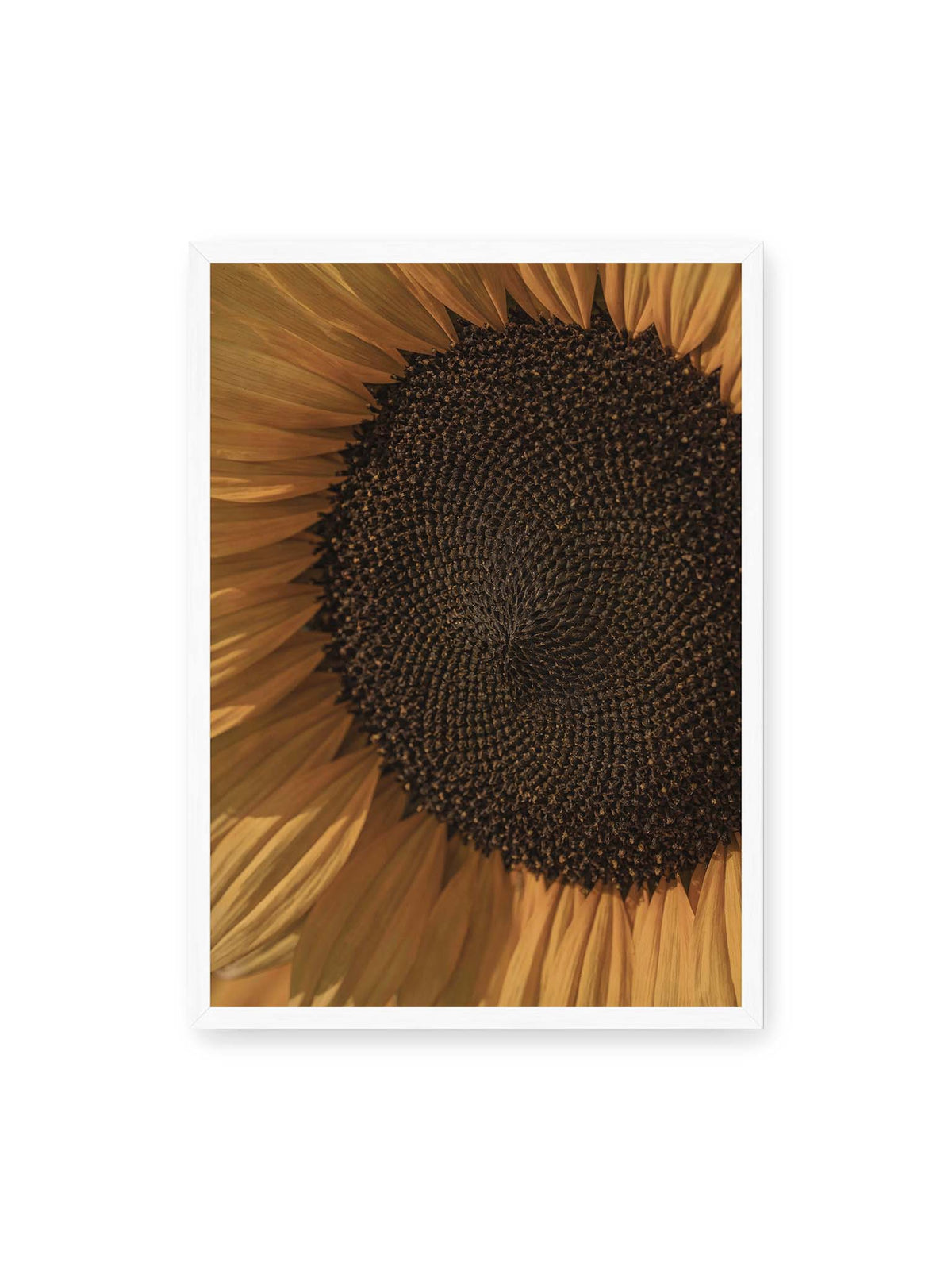 50x70 cm, weißer Rahmen – Nahaufnahme einer Sonnenblume mit dunklem Samenstand und goldgelben Blütenblättern.