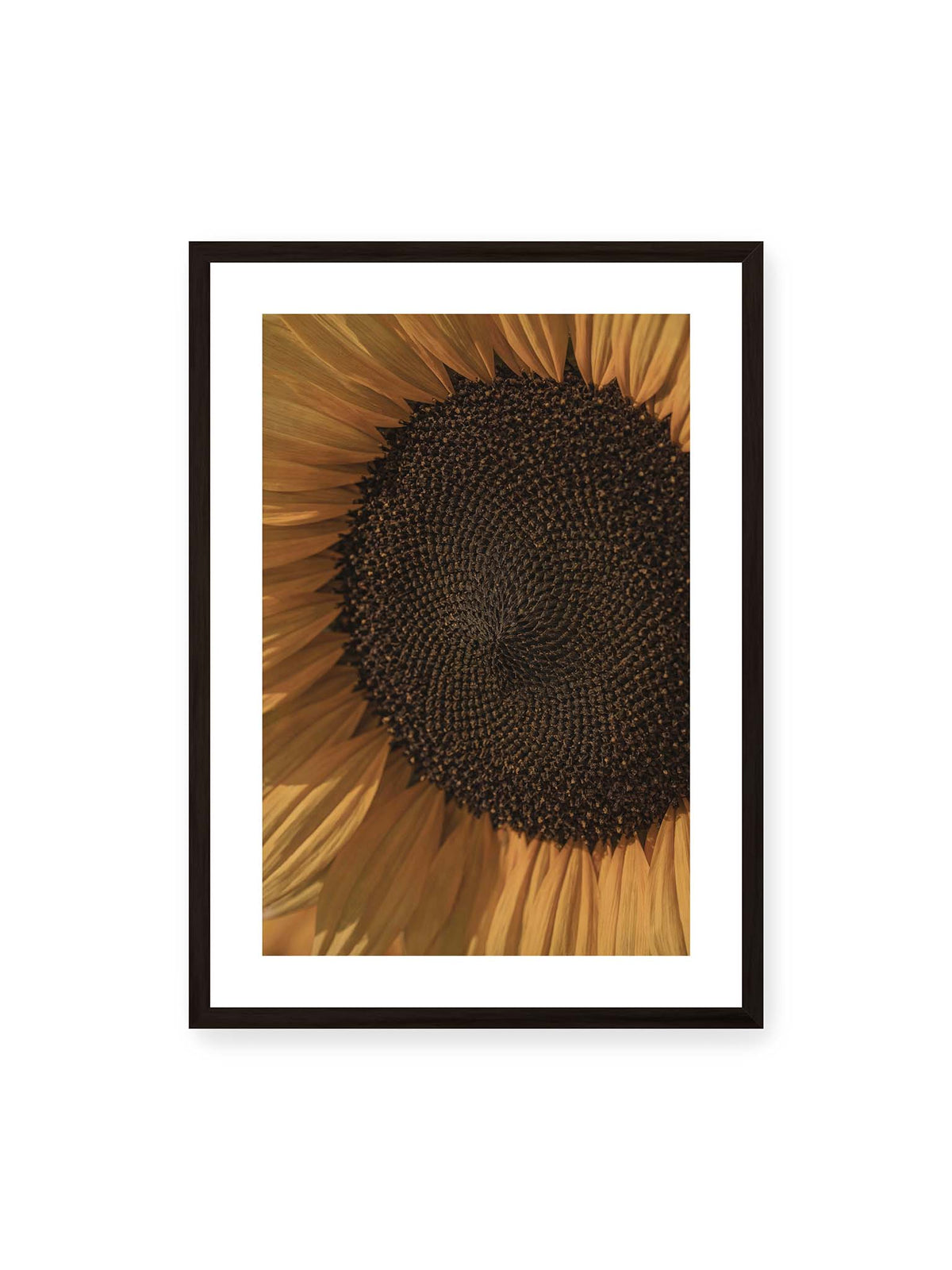 50x70 cm, weißer Galerie-Rand, schwarzer Rahmen – Nahaufnahme einer Sonnenblume mit dunklem Samenstand und goldgelben Blütenblättern.