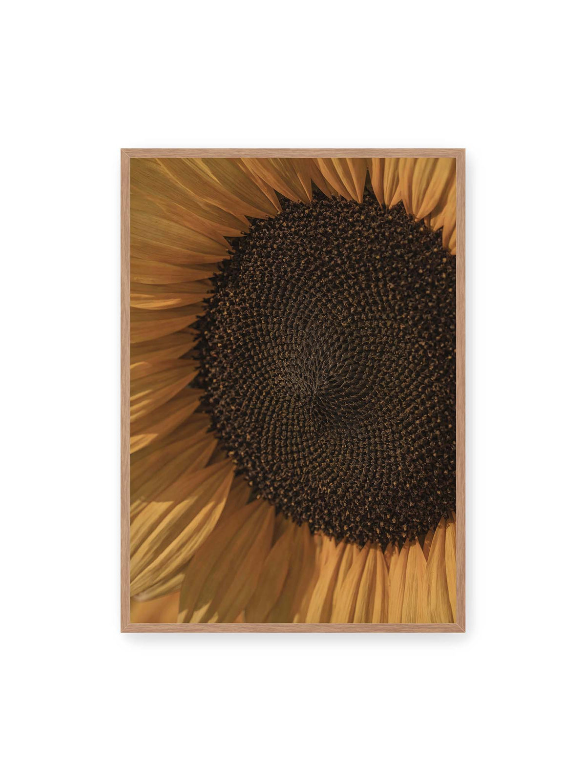 70x100 cm, Eichenrahmen – Nahaufnahme einer Sonnenblume mit dunklem Samenstand und goldgelben Blütenblättern.