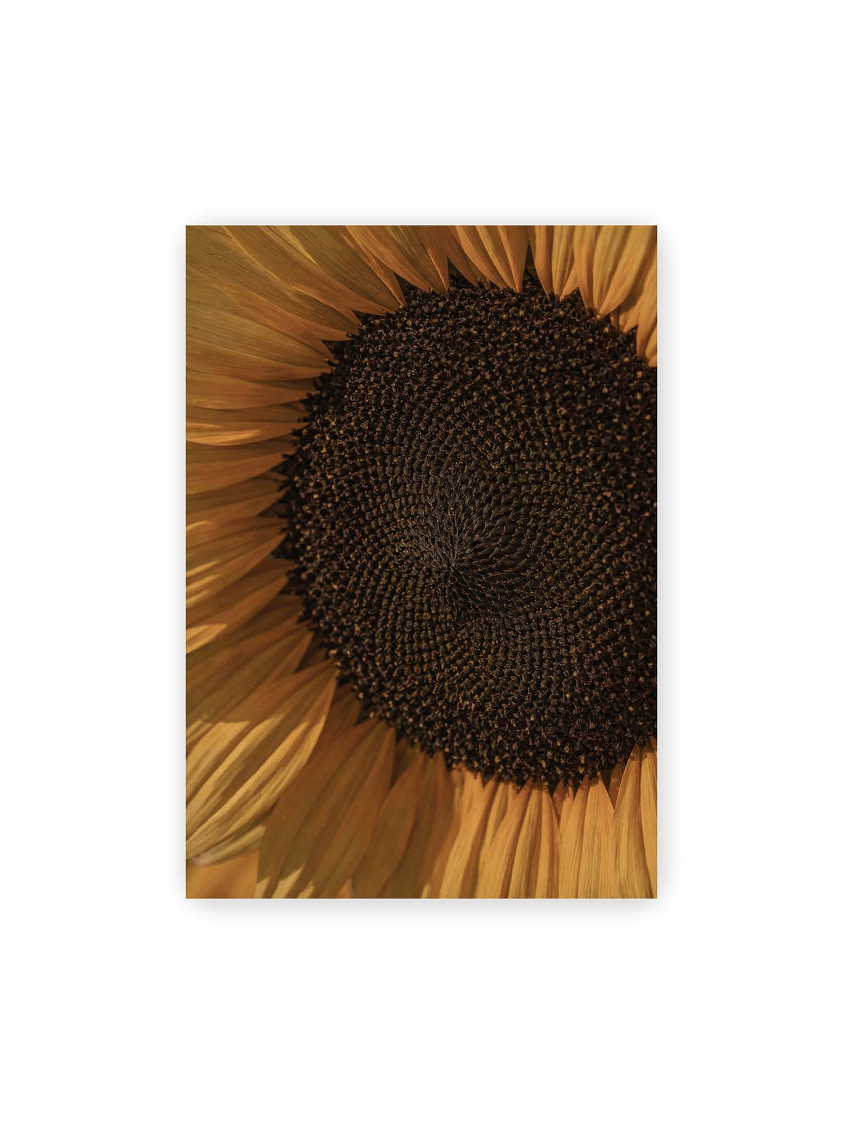 70x100 cm – Nahaufnahme einer Sonnenblume mit dunklem Samenstand und goldgelben Blütenblättern.