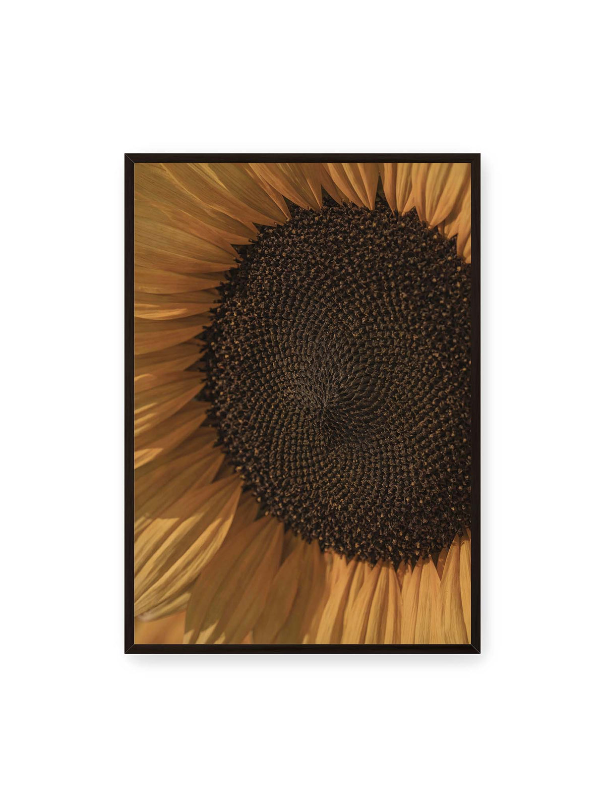 70x100 cm, schwarzer Rahmen – Nahaufnahme einer Sonnenblume mit dunklem Samenstand und goldgelben Blütenblättern.