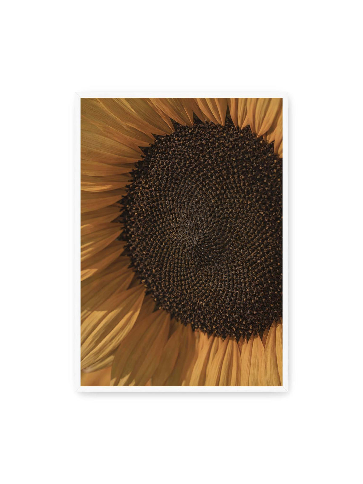 70x100 cm, weißer Rahmen – Nahaufnahme einer Sonnenblume mit dunklem Samenstand und goldgelben Blütenblättern.