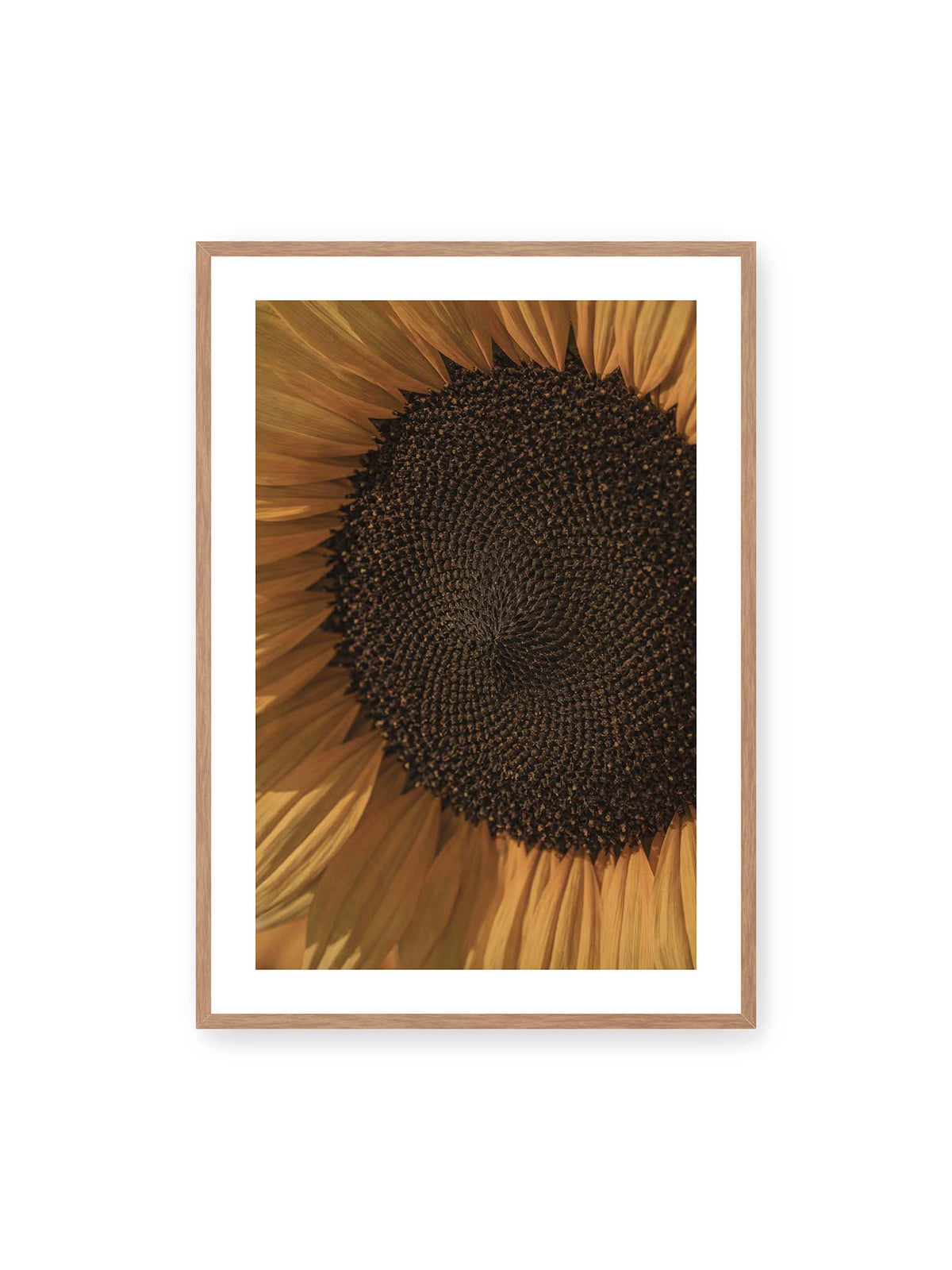 70x100 cm, weißer Galerie-Rand, Eichenrahmen – Nahaufnahme einer Sonnenblume mit dunklem Samenstand und goldgelben Blütenblättern.