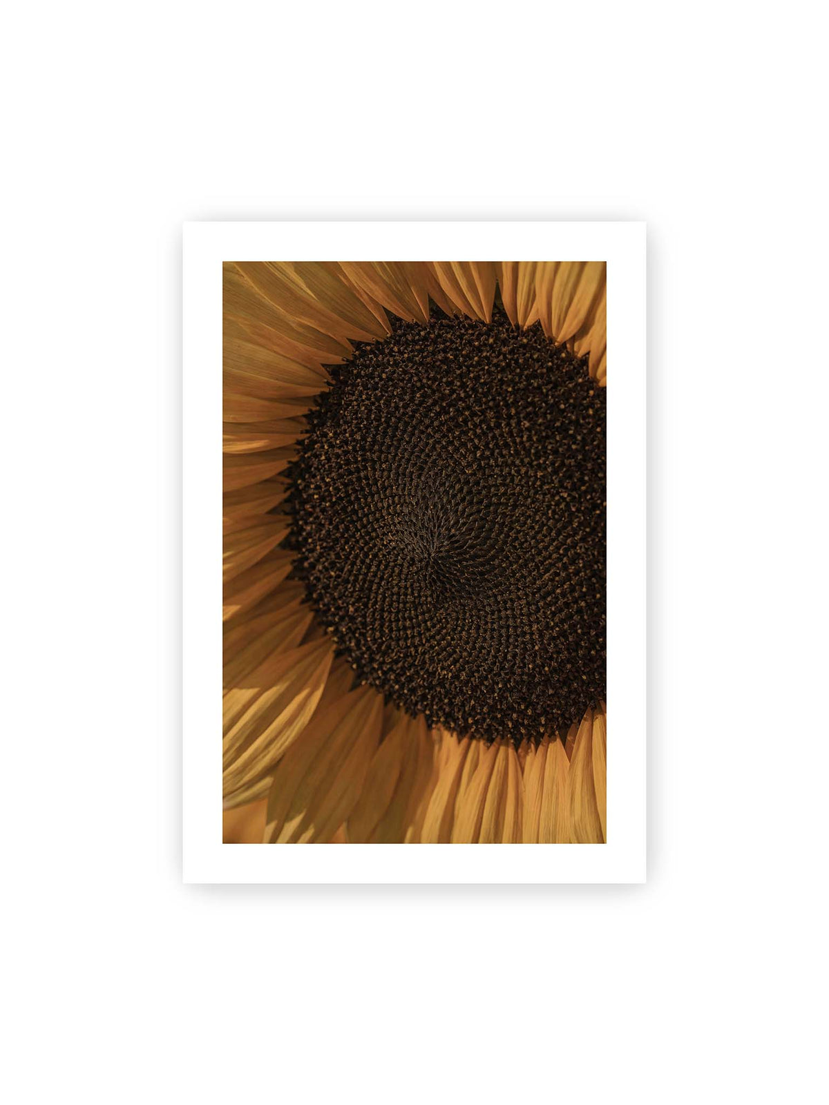 70x100 cm, weißer Galerie-Rand – Nahaufnahme einer Sonnenblume mit dunklem Samenstand und goldgelben Blütenblättern.