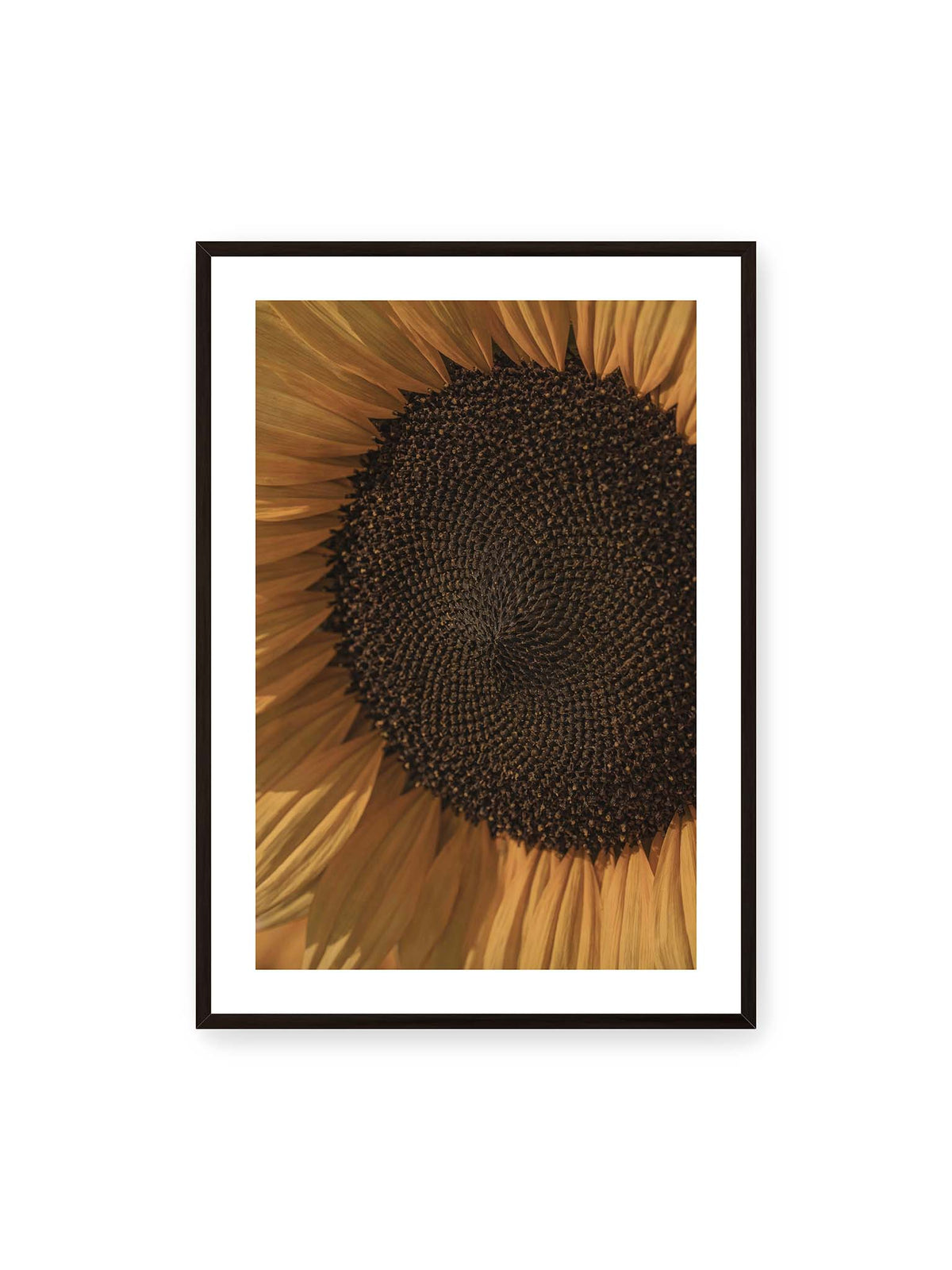 70x100 cm, weißer Galerie-Rand, schwarzer Rahmen – Nahaufnahme einer Sonnenblume mit dunklem Samenstand und goldgelben Blütenblättern.