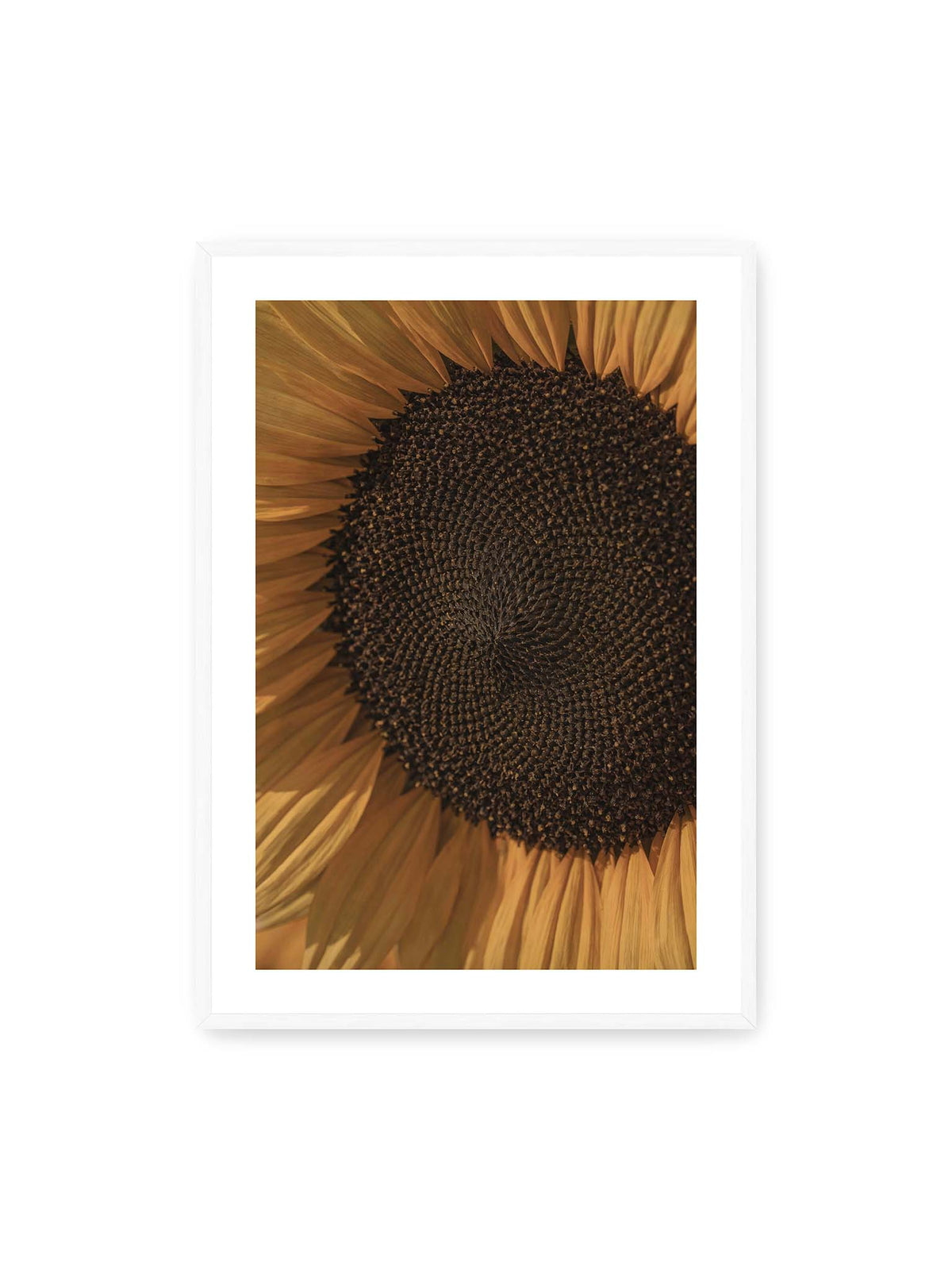 70x100 cm, weißer Galerie-Rand, weißer Rahmen – Nahaufnahme einer Sonnenblume mit dunklem Samenstand und goldgelben Blütenblättern.