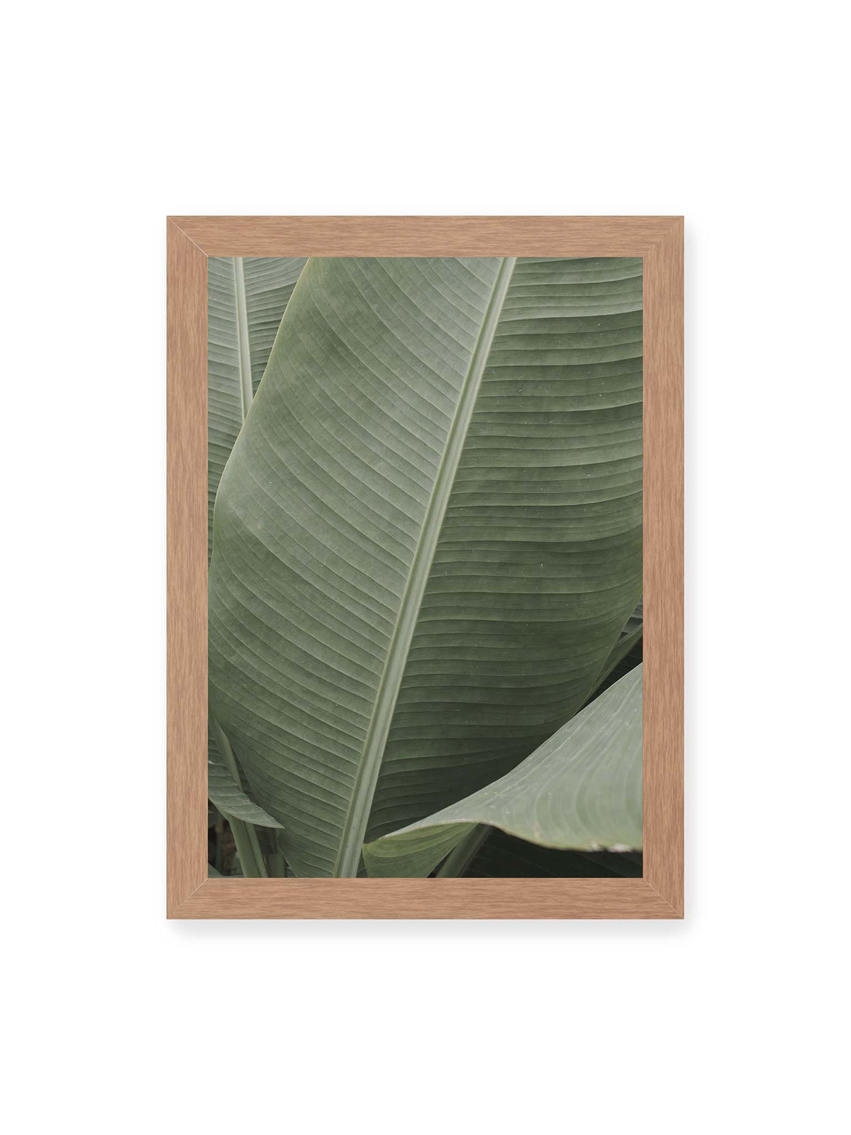 21x30 cm, Eichenrahmen – Große grüne Blätter einer Paradiesvogelblume mit parallelen Blattadern und markanten Mittelachsen.