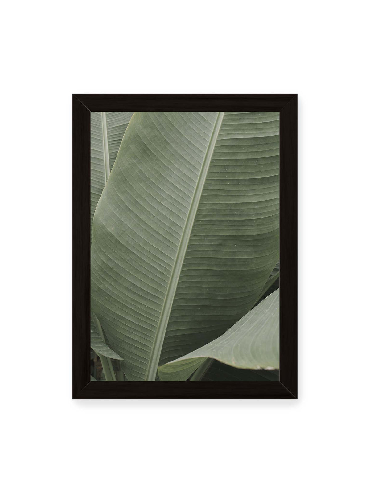 21x30 cm, schwarzer Rahmen – Große grüne Blätter einer Paradiesvogelblume mit parallelen Blattadern und markanten Mittelachsen.
