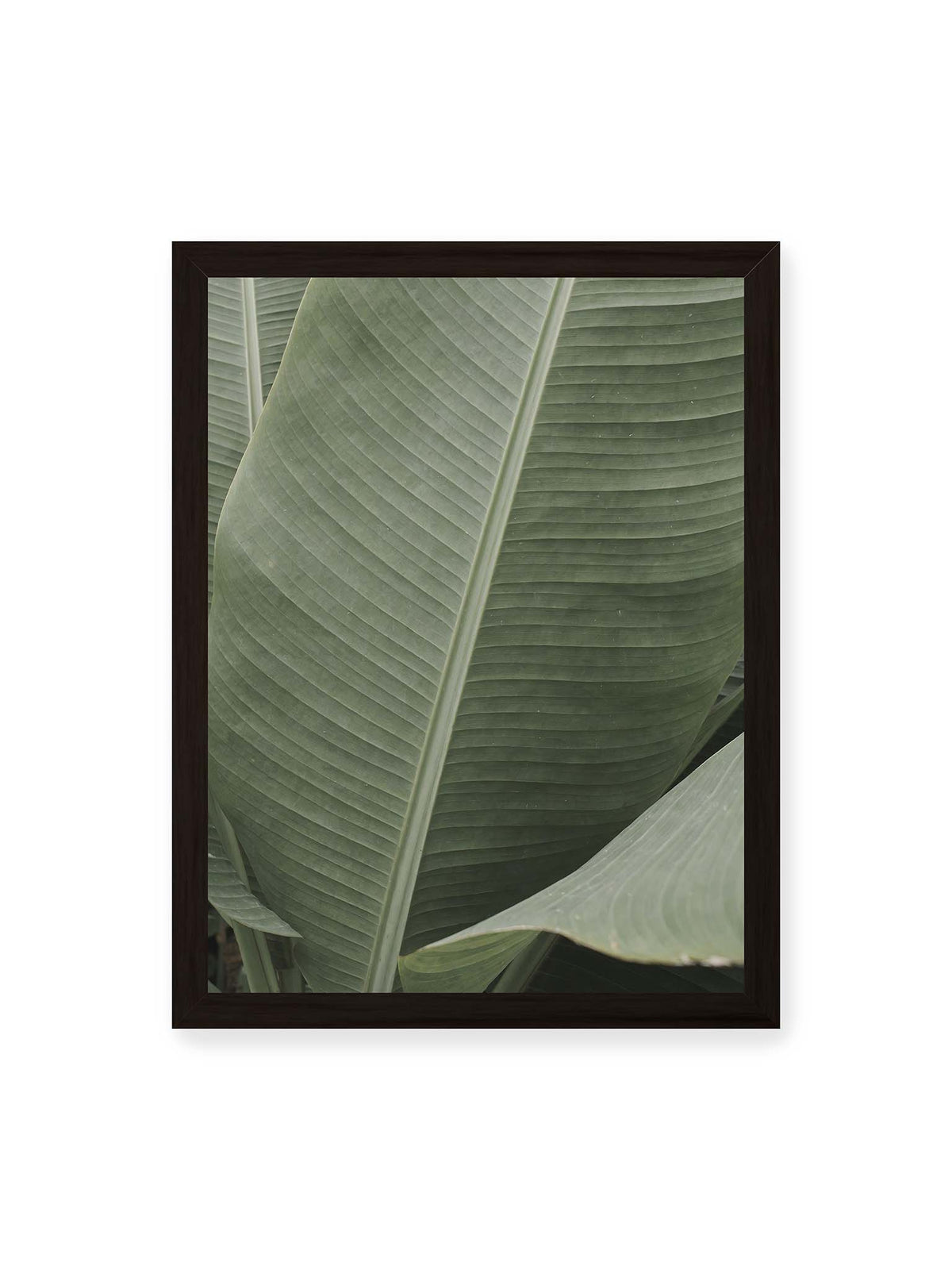 30x40 cm, schwarzer Rahmen – Große grüne Blätter einer Paradiesvogelblume mit parallelen Blattadern und markanten Mittelachsen.