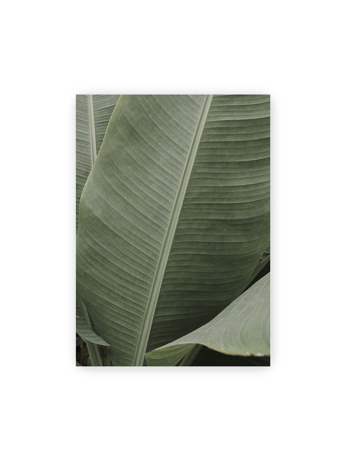 50x70 cm – Große grüne Blätter einer Paradiesvogelblume mit parallelen Blattadern und markanten Mittelachsen.