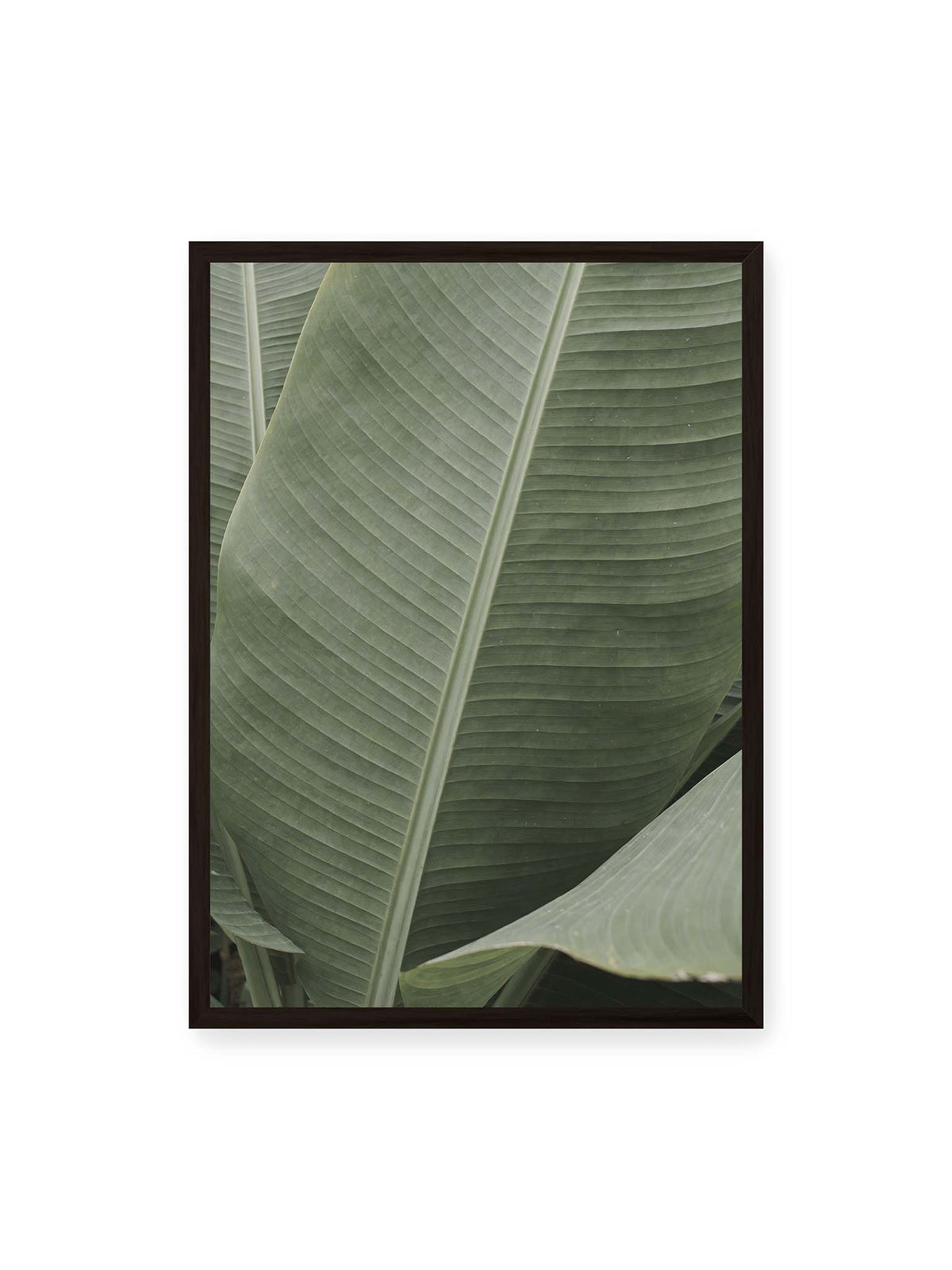 50x70 cm, schwarzer Rahmen – Große grüne Blätter einer Paradiesvogelblume mit parallelen Blattadern und markanten Mittelachsen.