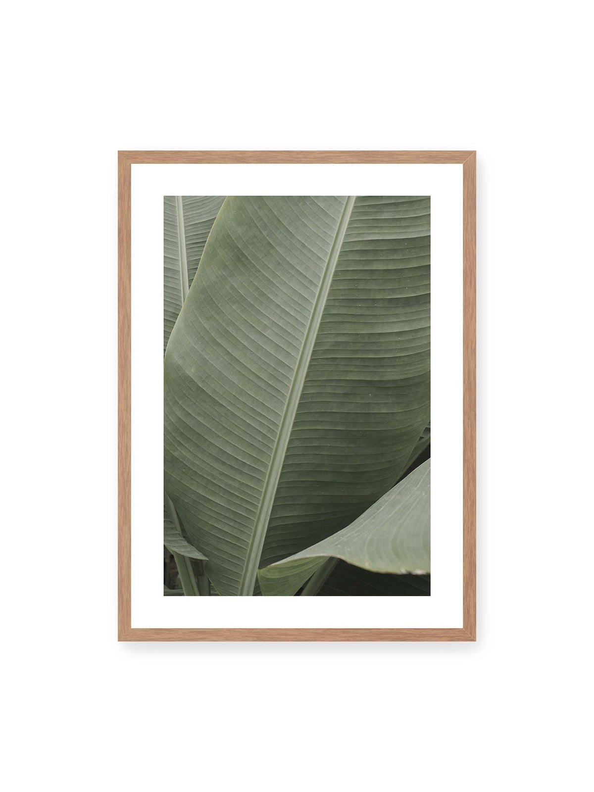 50x70 cm, weißer Galerie-Rand, Eichenrahmen – Große grüne Blätter einer Paradiesvogelblume mit parallelen Blattadern und markanten Mittelachsen.