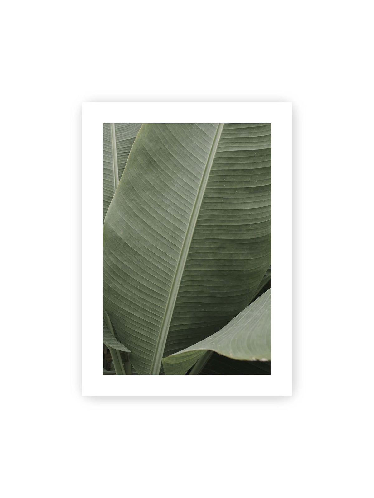 50x70 cm, weißer Galerie-Rand – Große grüne Blätter einer Paradiesvogelblume mit parallelen Blattadern und markanten Mittelachsen.