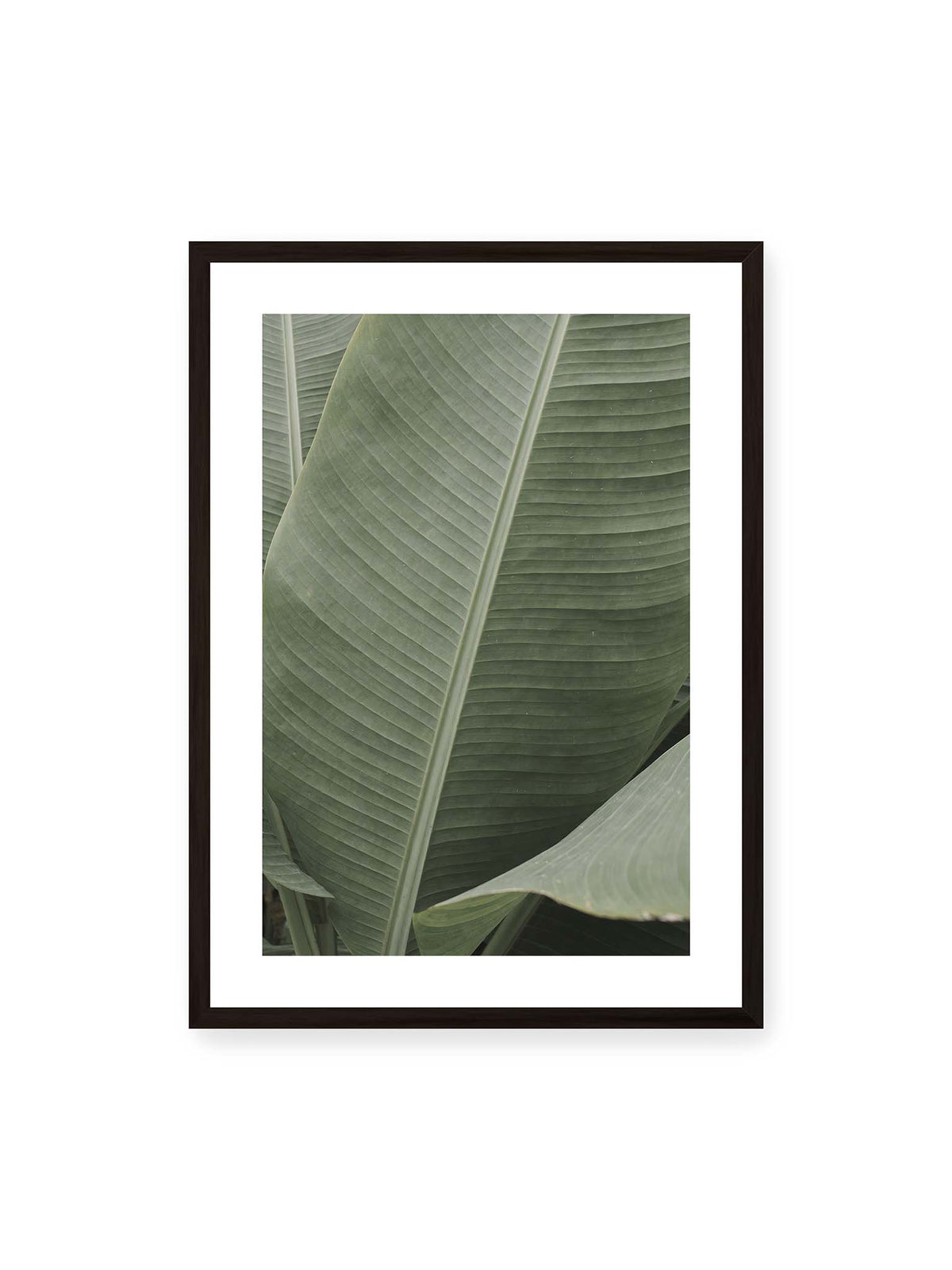 50x70 cm, weißer Galerie-Rand, schwarzer Rahmen – Große grüne Blätter einer Paradiesvogelblume mit parallelen Blattadern und markanten Mittelachsen.