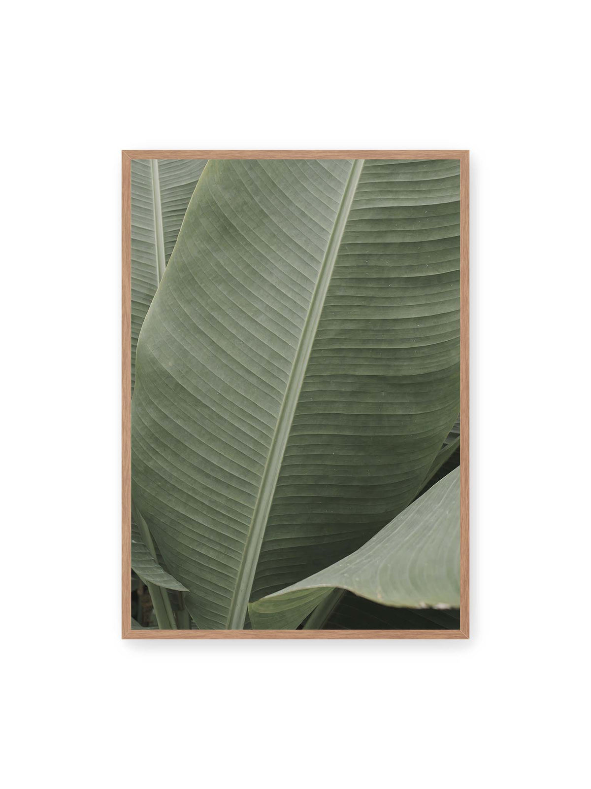 70x100 cm, Eichenrahmen – Große grüne Blätter einer Paradiesvogelblume mit parallelen Blattadern und markanten Mittelachsen.