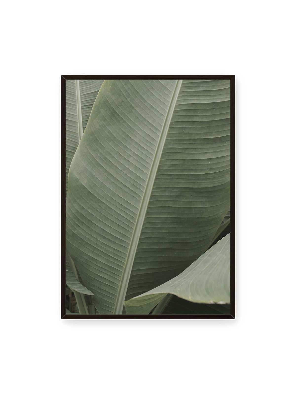 70x100 cm, schwarzer Rahmen – Große grüne Blätter einer Paradiesvogelblume mit parallelen Blattadern und markanten Mittelachsen.