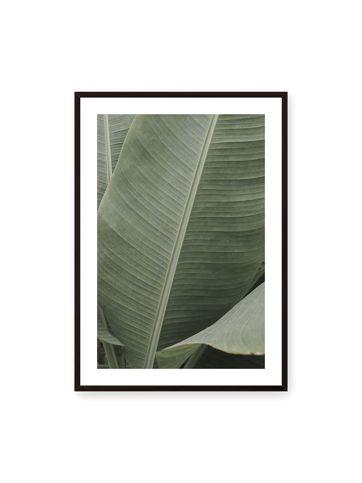 70x100 cm, weißer Galerie-Rand, schwarzer Rahmen – Große grüne Blätter einer Paradiesvogelblume mit parallelen Blattadern und markanten Mittelachsen.