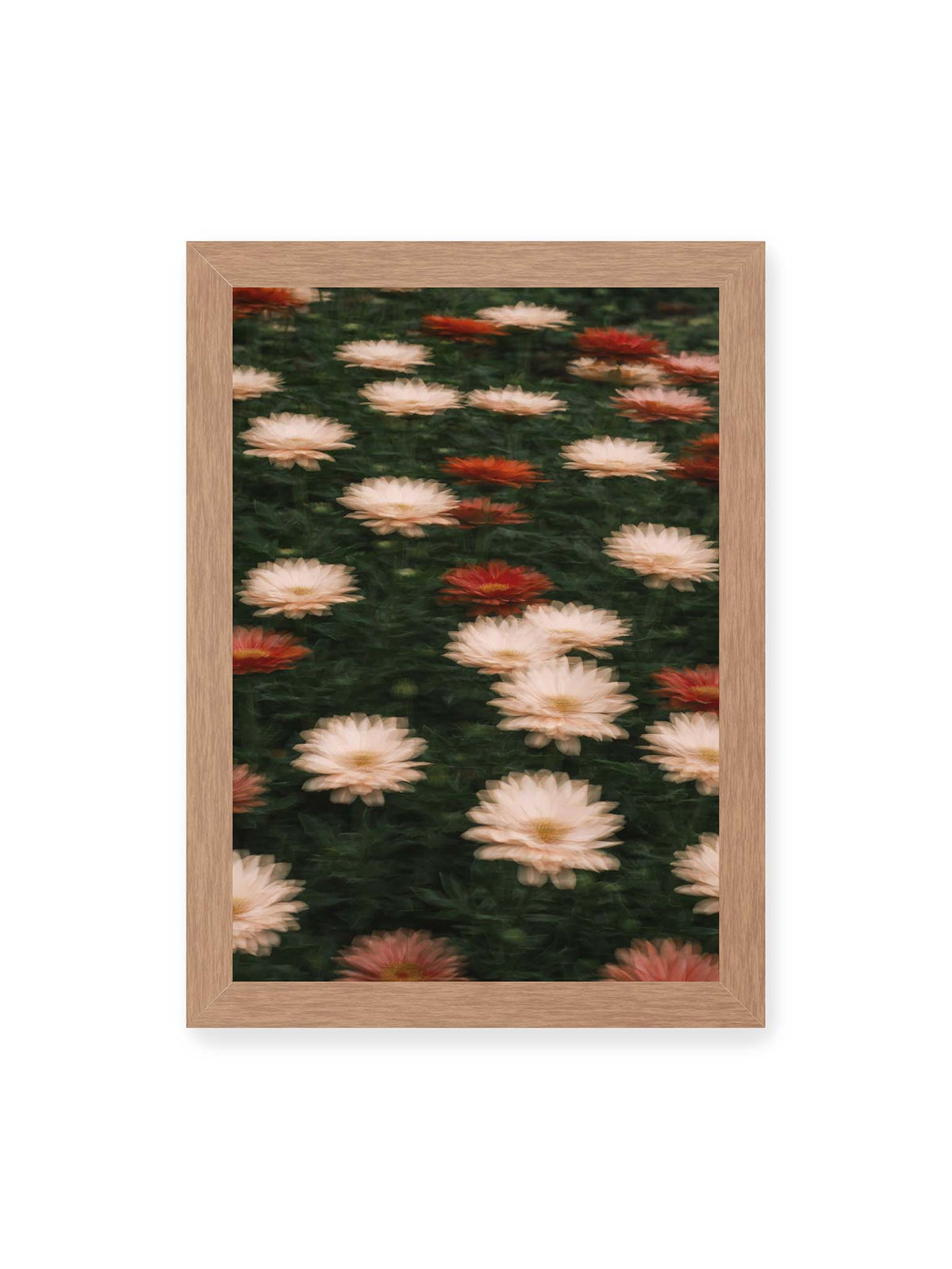 21x30 cm, Eichenrahmen – Helle und rote Blüten mit weichen, mehrfach überlagerten Konturen vor dunkelgrünem Blattwerk.