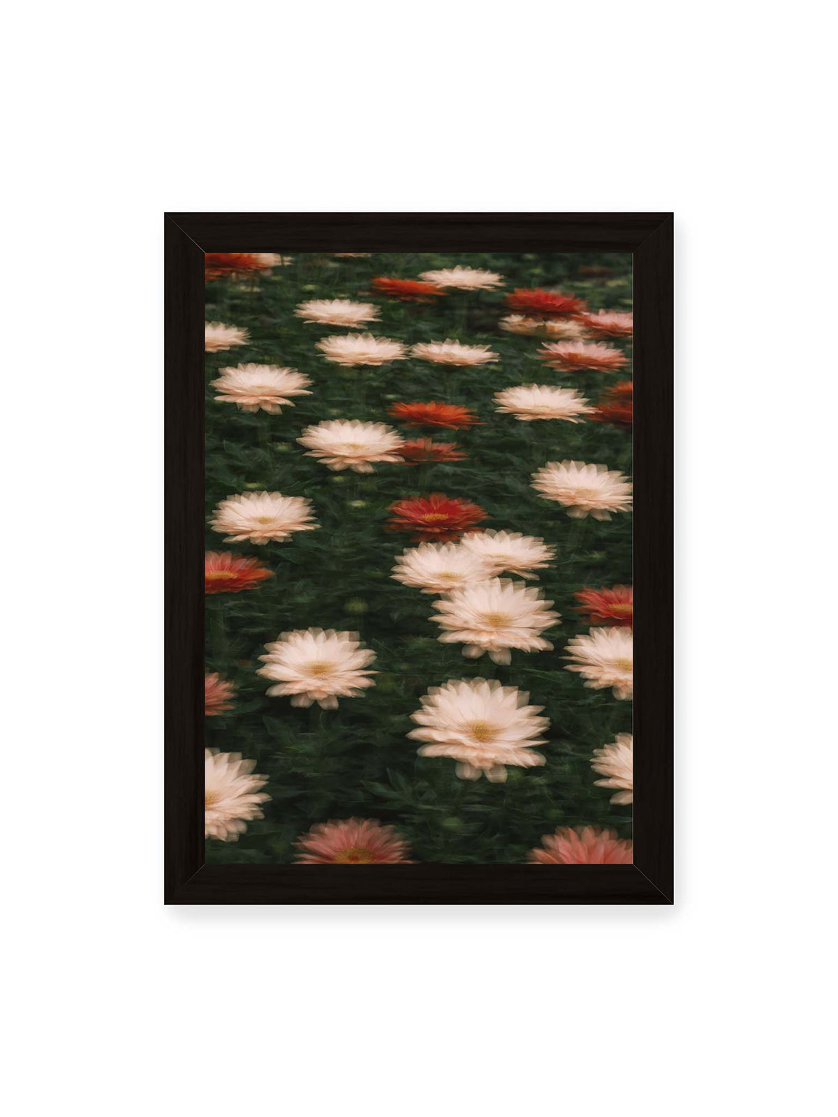 21x30 cm, schwarzer Rahmen – Helle und rote Blüten mit weichen, mehrfach überlagerten Konturen vor dunkelgrünem Blattwerk.