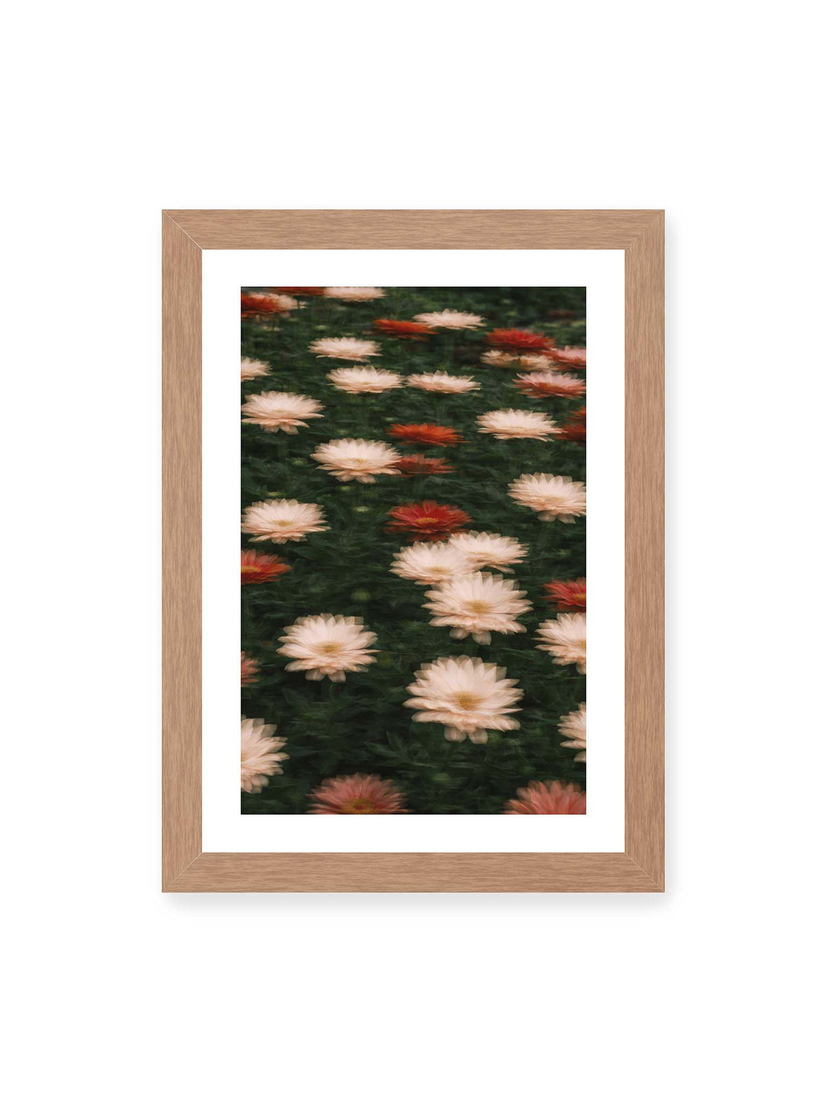 21x30 cm, weißer Galerie-Rand, Eichenrahmen – Helle und rote Blüten mit weichen, mehrfach überlagerten Konturen vor dunkelgrünem Blattwerk.