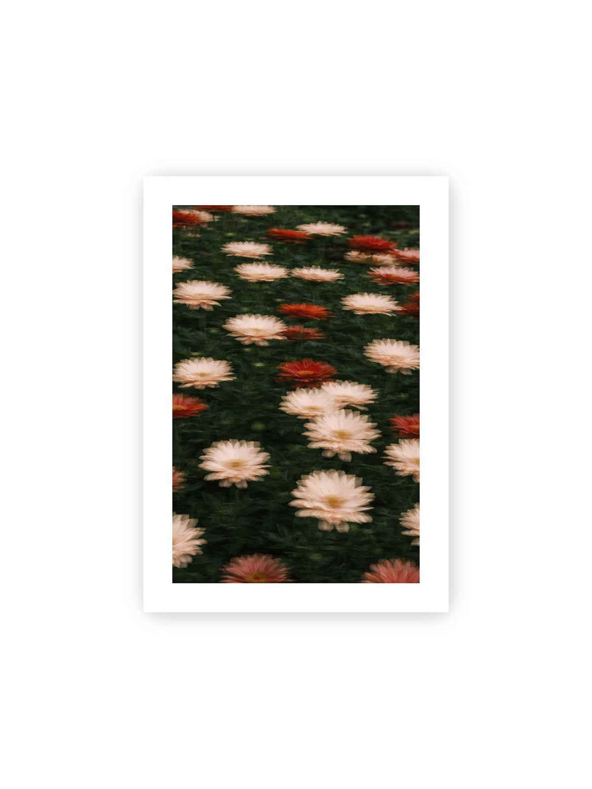 21x30 cm, weißer Galerie-Rand – Helle und rote Blüten mit weichen, mehrfach überlagerten Konturen vor dunkelgrünem Blattwerk.