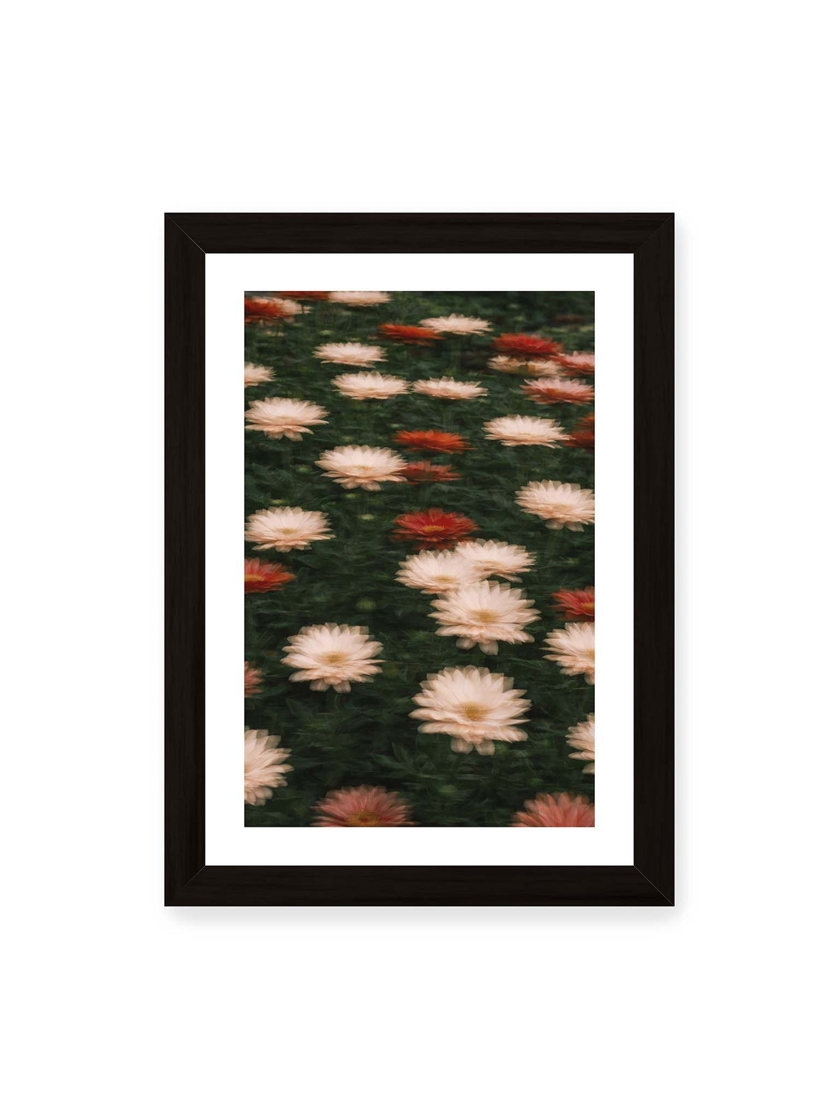 21x30 cm, weißer Galerie-Rand, schwarzer Rahmen – Helle und rote Blüten mit weichen, mehrfach überlagerten Konturen vor dunkelgrünem Blattwerk.