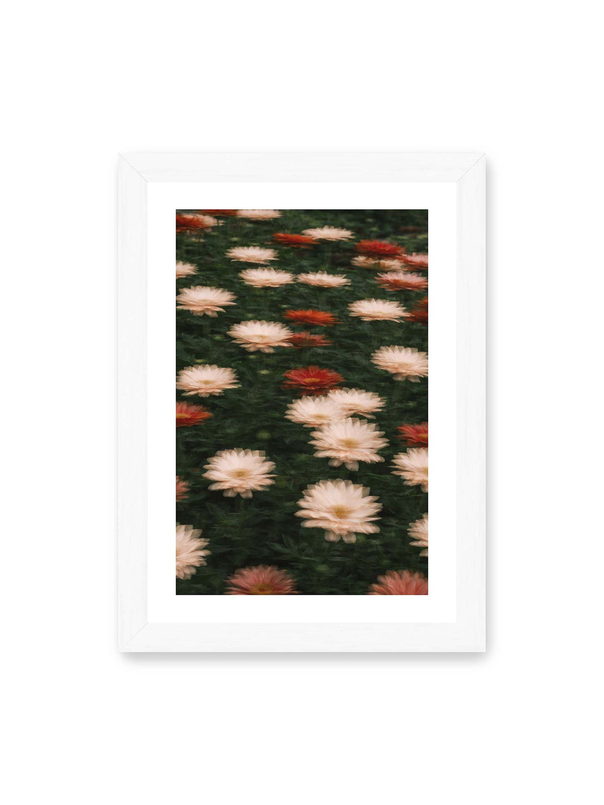 21x30 cm, weißer Galerie-Rand, weißer Rahmen – Helle und rote Blüten mit weichen, mehrfach überlagerten Konturen vor dunkelgrünem Blattwerk.