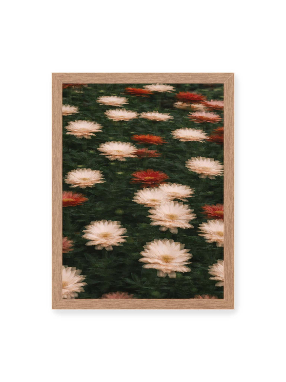 30x40 cm, Eichenrahmen – Helle und rote Blüten mit weichen, mehrfach überlagerten Konturen vor dunkelgrünem Blattwerk.