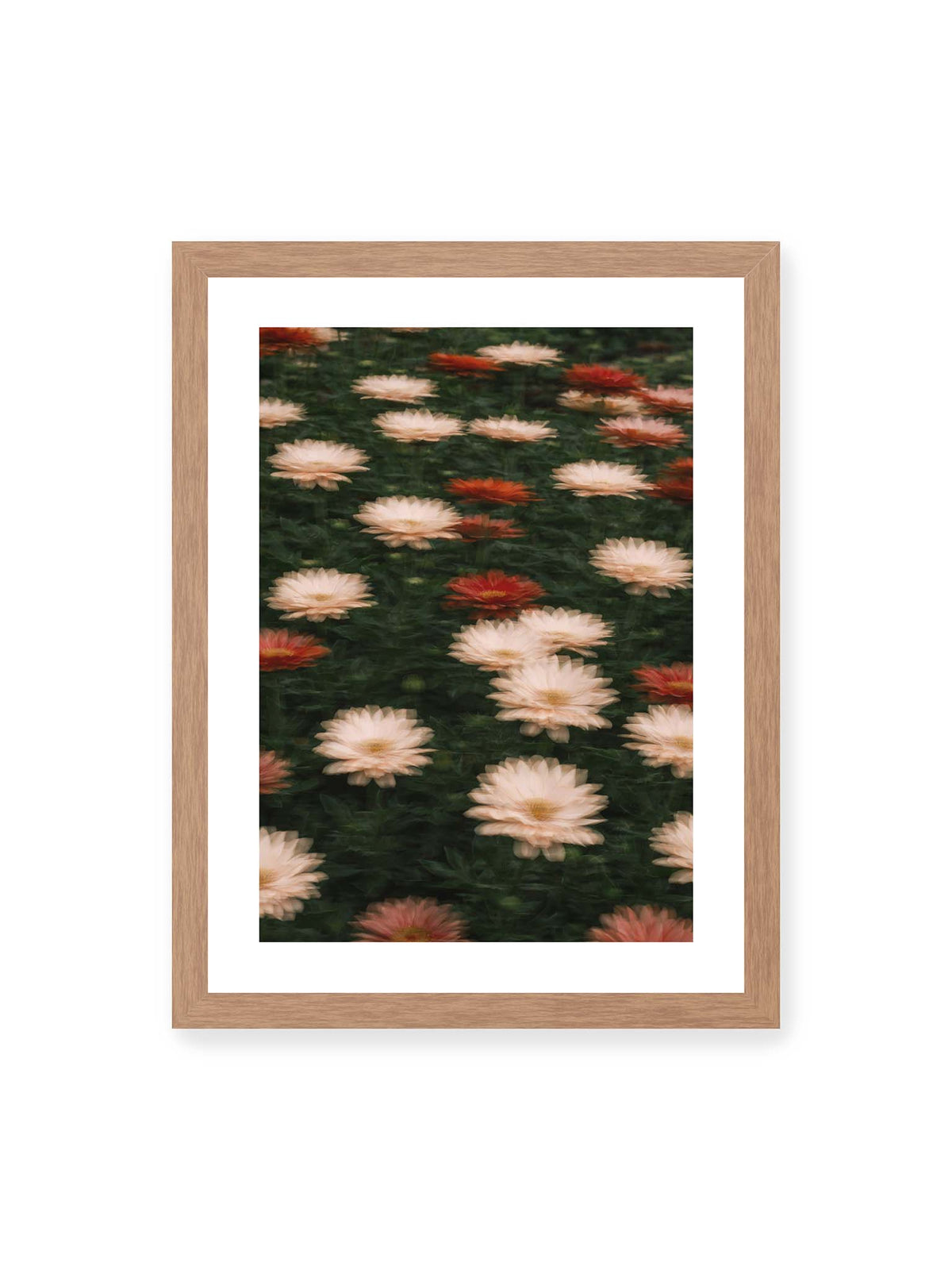 30x40 cm, weißer Galerie-Rand, Eichenrahmen – Helle und rote Blüten mit weichen, mehrfach überlagerten Konturen vor dunkelgrünem Blattwerk.