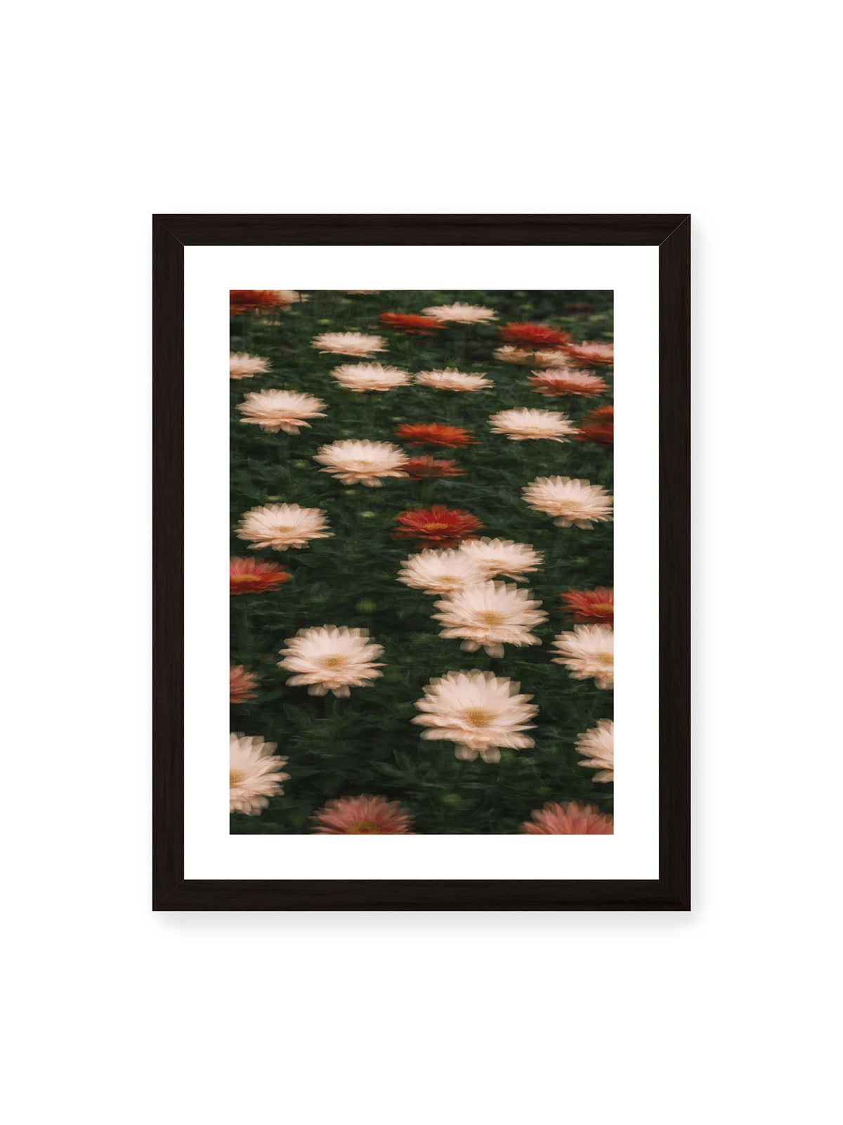 30x40 cm, weißer Galerie-Rand, schwarzer Rahmen – Helle und rote Blüten mit weichen, mehrfach überlagerten Konturen vor dunkelgrünem Blattwerk.