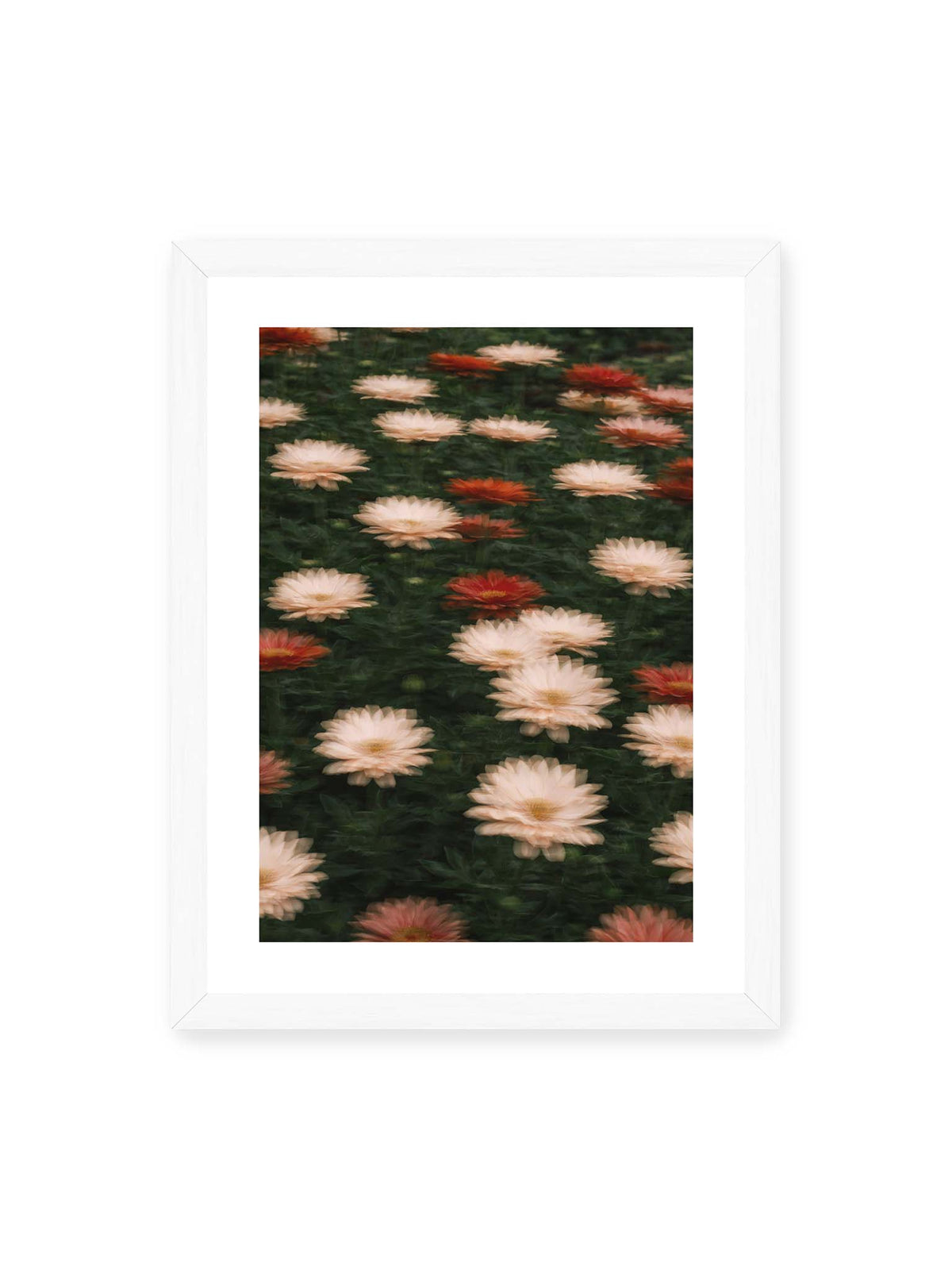 30x40 cm, weißer Galerie-Rand, weißer Rahmen – Helle und rote Blüten mit weichen, mehrfach überlagerten Konturen vor dunkelgrünem Blattwerk.