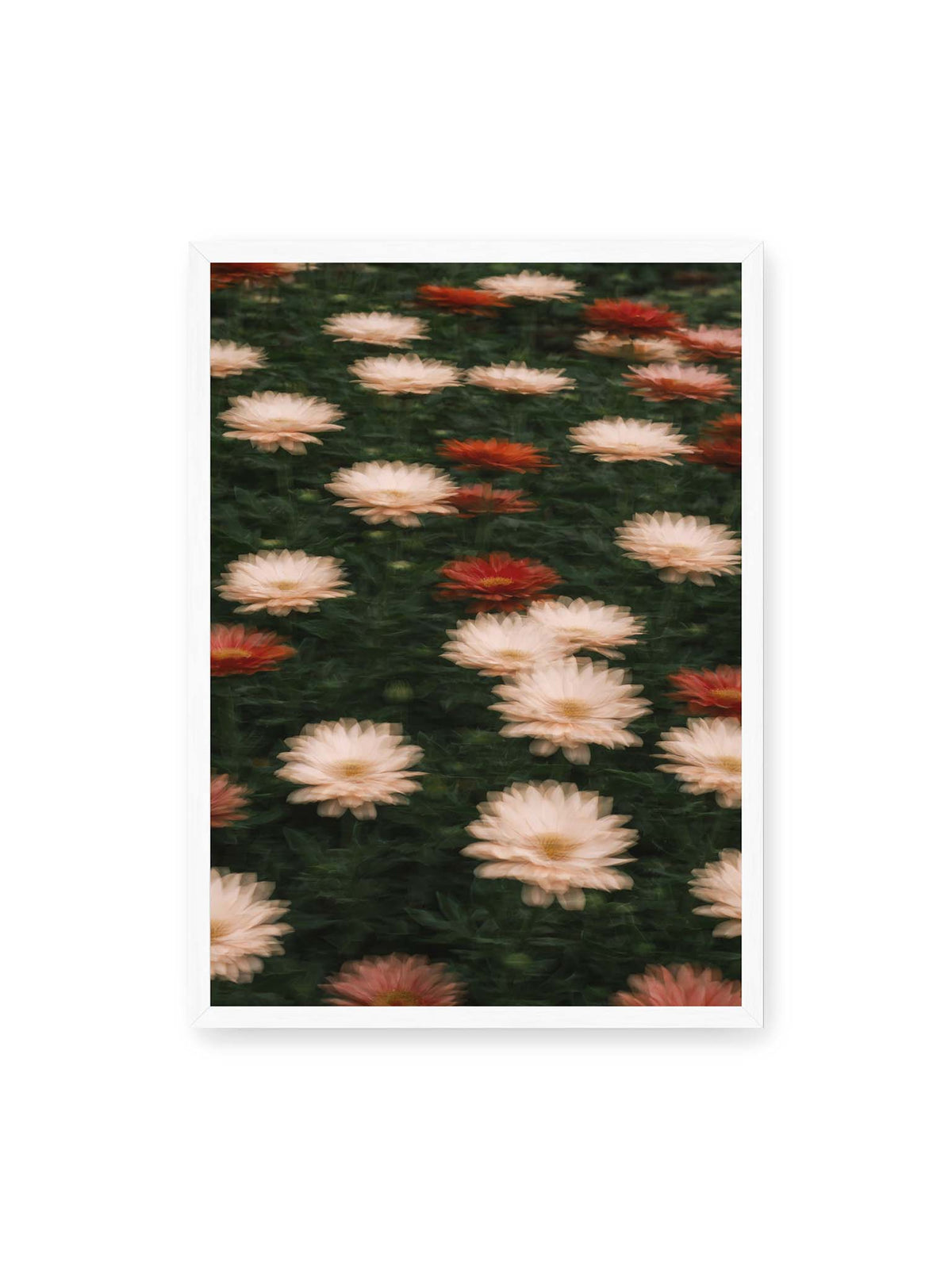 50x70 cm, weißer Rahmen – Helle und rote Blüten mit weichen, mehrfach überlagerten Konturen vor dunkelgrünem Blattwerk.
