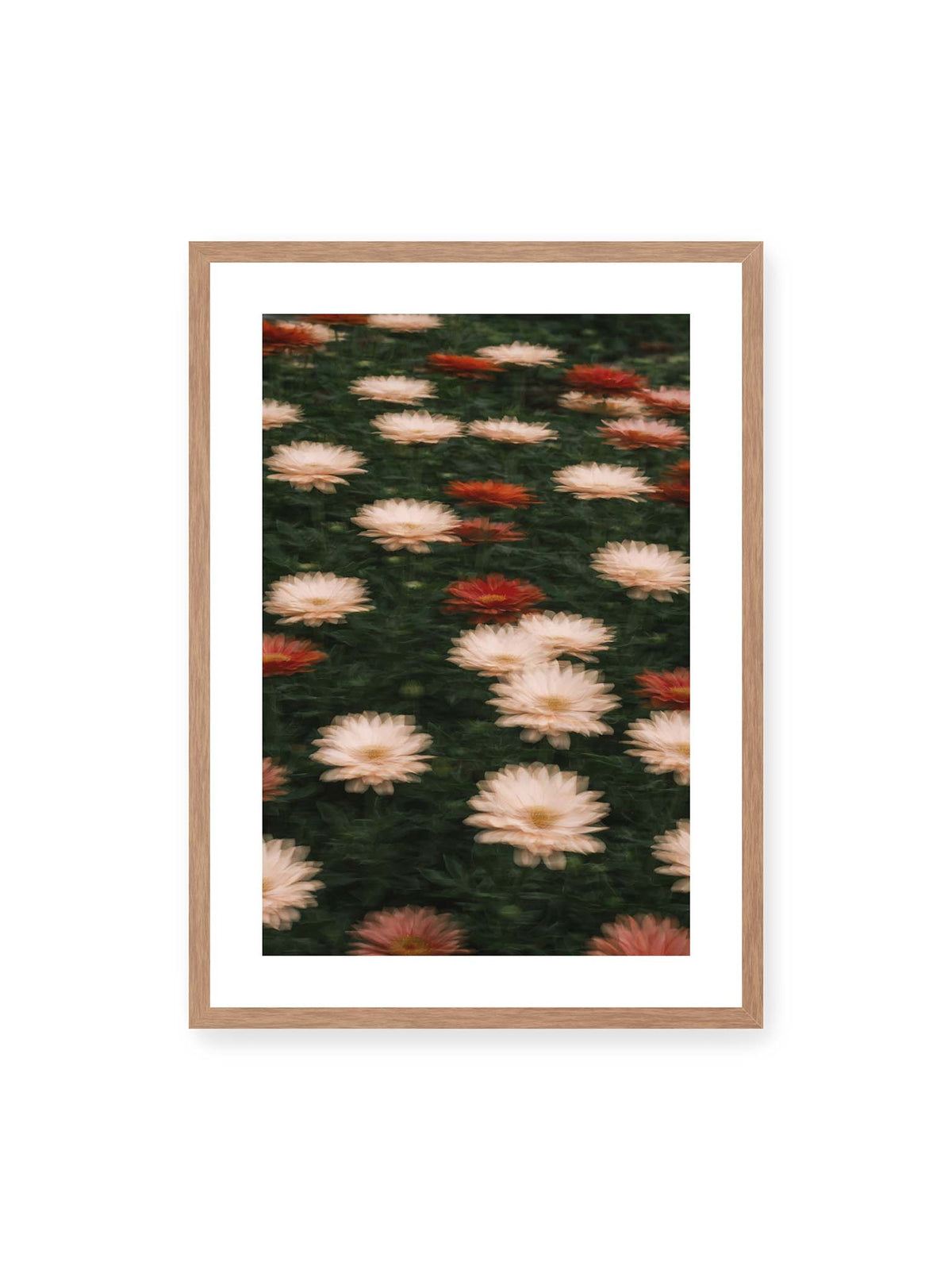 50x70 cm, weißer Galerie-Rand, Eichenrahmen – Helle und rote Blüten mit weichen, mehrfach überlagerten Konturen vor dunkelgrünem Blattwerk.