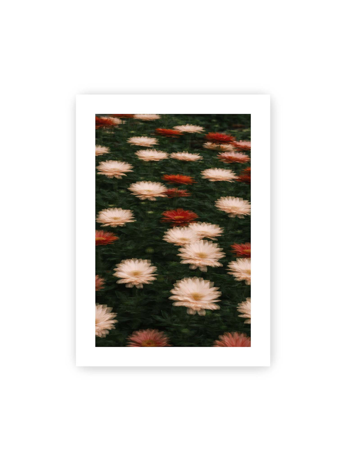 50x70 cm, weißer Galerie-Rand – Helle und rote Blüten mit weichen, mehrfach überlagerten Konturen vor dunkelgrünem Blattwerk.