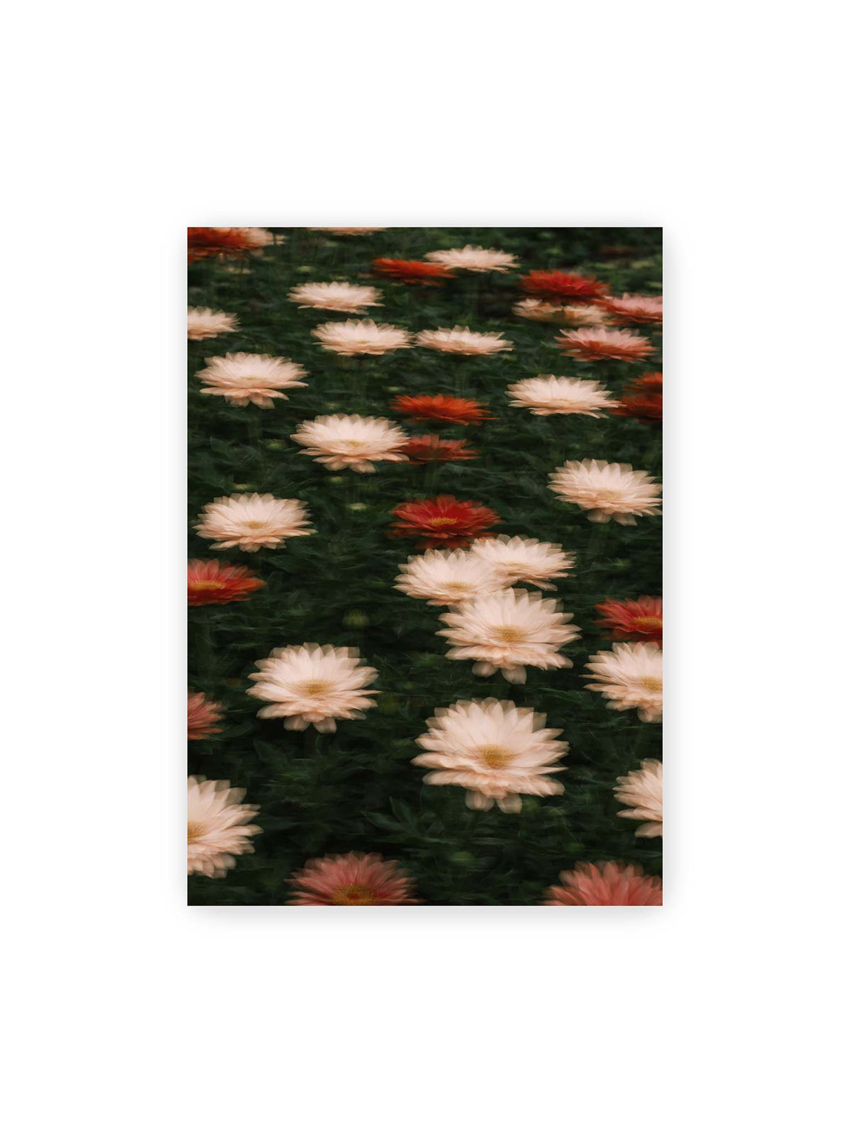 70x100 cm – Helle und rote Blüten mit weichen, mehrfach überlagerten Konturen vor dunkelgrünem Blattwerk.