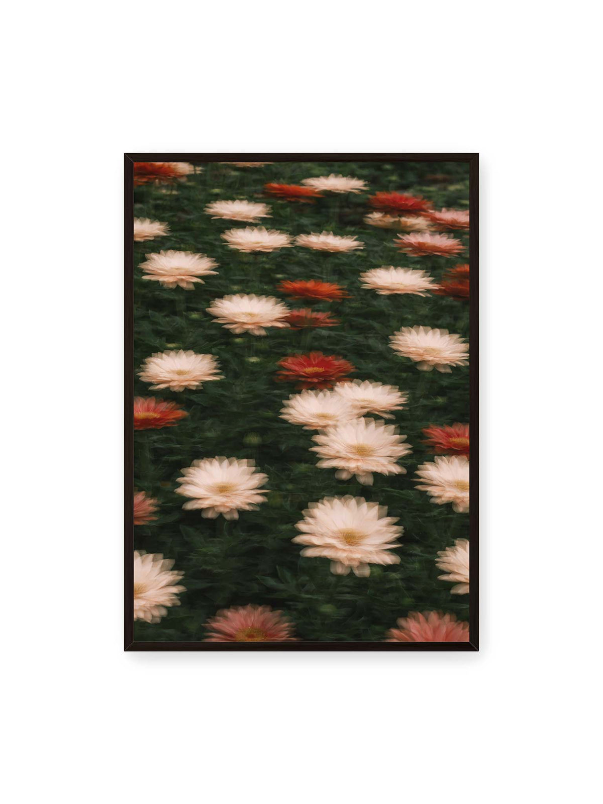 70x100 cm, schwarzer Rahmen – Helle und rote Blüten mit weichen, mehrfach überlagerten Konturen vor dunkelgrünem Blattwerk.