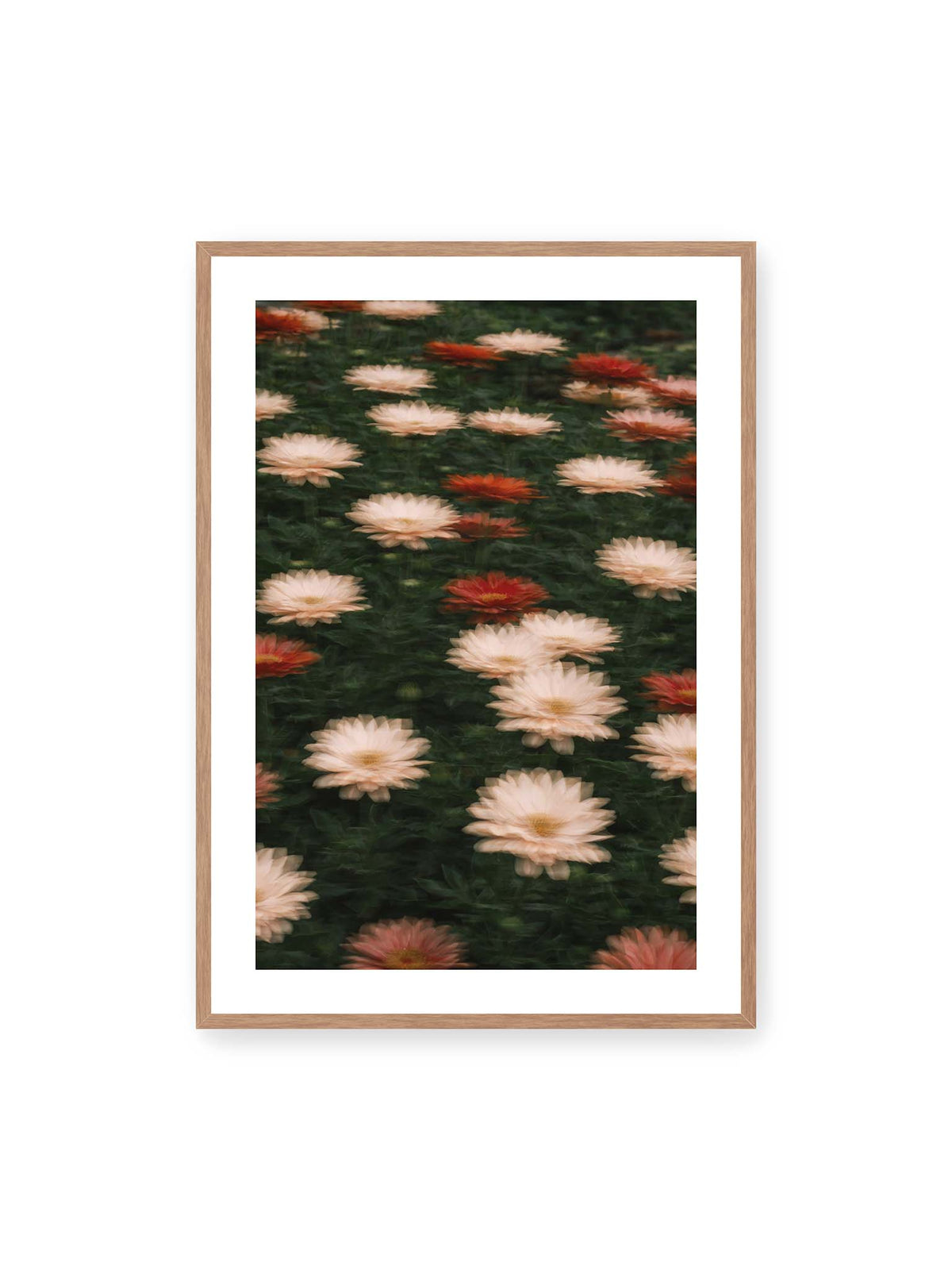 70x100 cm, weißer Galerie-Rand, Eichenrahmen – Helle und rote Blüten mit weichen, mehrfach überlagerten Konturen vor dunkelgrünem Blattwerk.