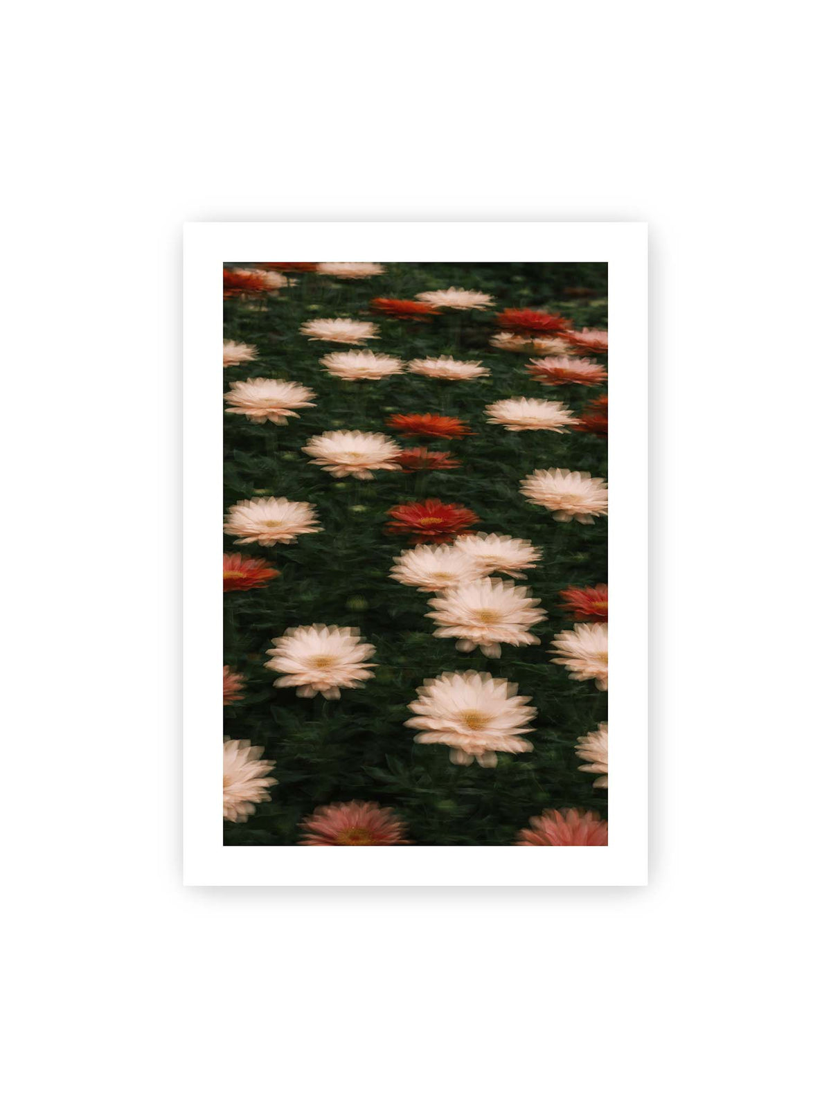 70x100 cm, weißer Galerie-Rand – Helle und rote Blüten mit weichen, mehrfach überlagerten Konturen vor dunkelgrünem Blattwerk.