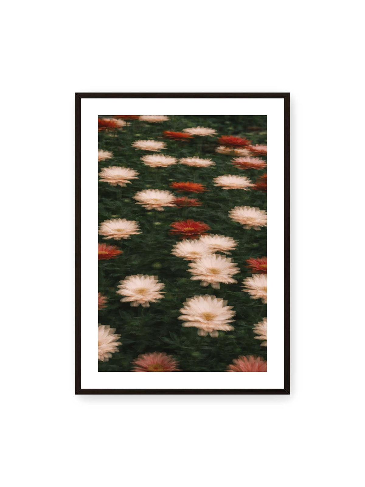 70x100 cm, weißer Galerie-Rand, schwarzer Rahmen – Helle und rote Blüten mit weichen, mehrfach überlagerten Konturen vor dunkelgrünem Blattwerk.