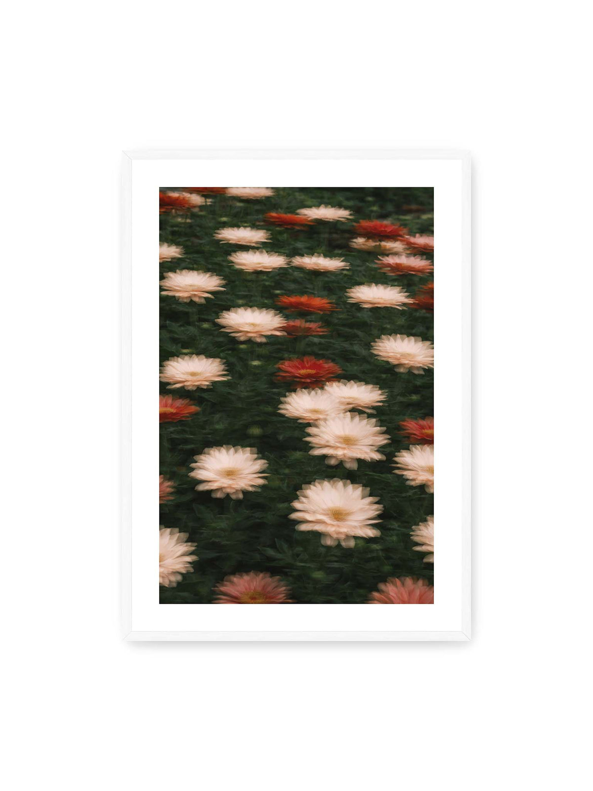 70x100 cm, weißer Galerie-Rand, weißer Rahmen – Helle und rote Blüten mit weichen, mehrfach überlagerten Konturen vor dunkelgrünem Blattwerk.