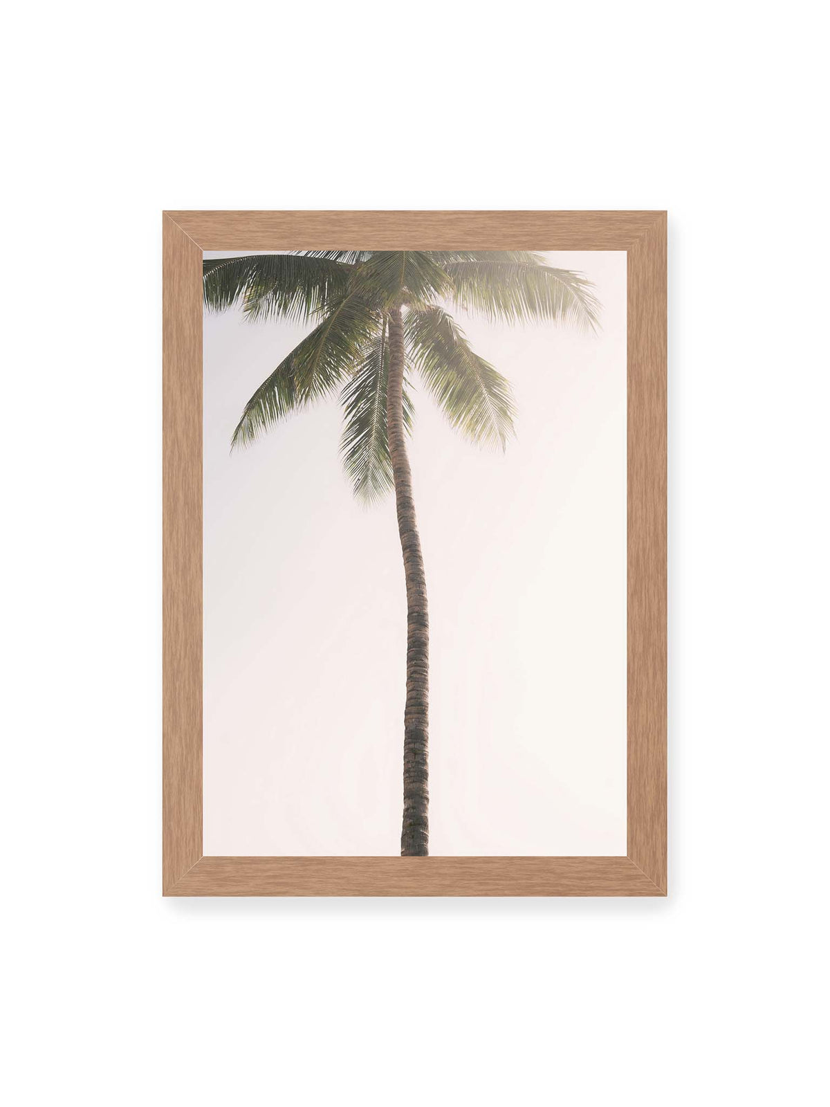 21x30 cm, Eichenrahmen – Einzelne hohe Palme mit schlankem Stamm und ausladenden grünen Wedeln vor einem fast weißen Himmel.