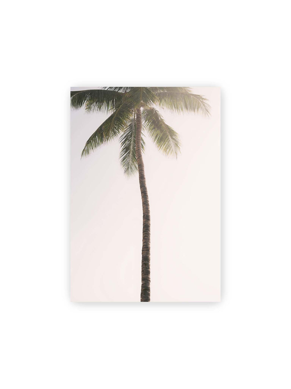 21x30 cm – Einzelne hohe Palme mit schlankem Stamm und ausladenden grünen Wedeln vor einem fast weißen Himmel.