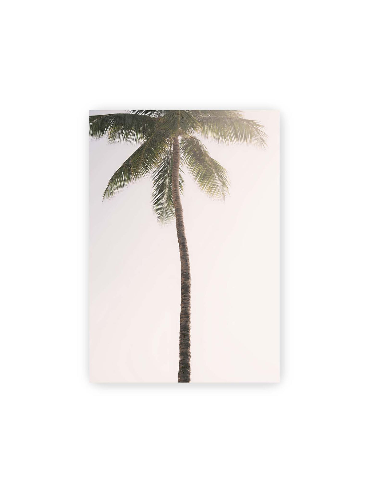21x30 cm – Einzelne hohe Palme mit schlankem Stamm und ausladenden grünen Wedeln vor einem fast weißen Himmel.