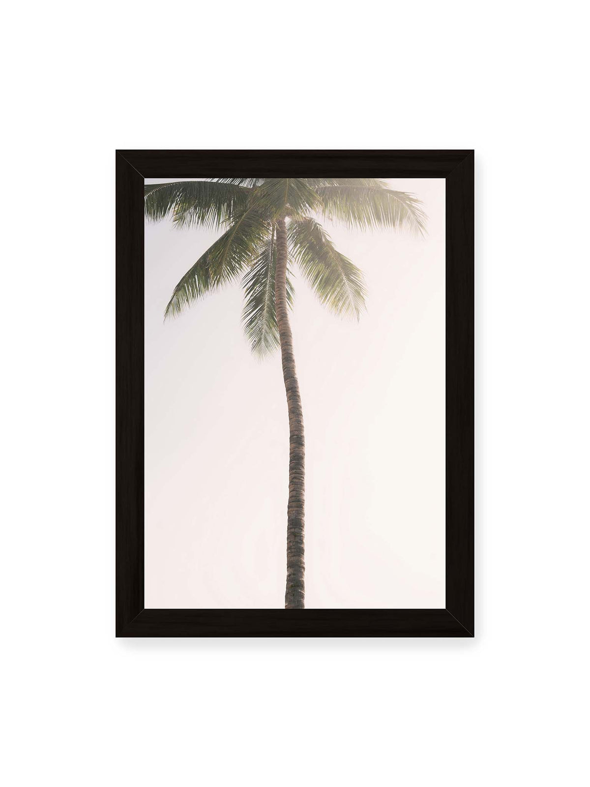 21x30 cm, schwarzer Rahmen – Einzelne hohe Palme mit schlankem Stamm und ausladenden grünen Wedeln vor einem fast weißen Himmel.