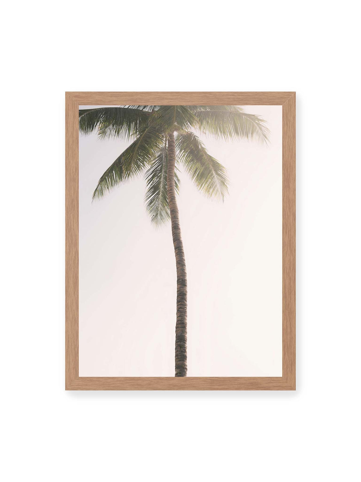 30x40 cm, Eichenrahmen – Einzelne hohe Palme mit schlankem Stamm und ausladenden grünen Wedeln vor einem fast weißen Himmel.