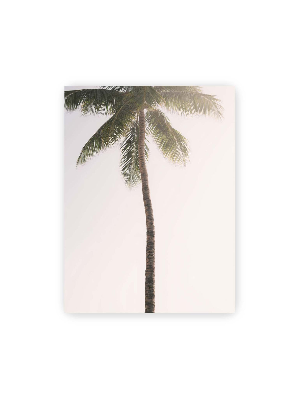 30x40 cm – Einzelne hohe Palme mit schlankem Stamm und ausladenden grünen Wedeln vor einem fast weißen Himmel.