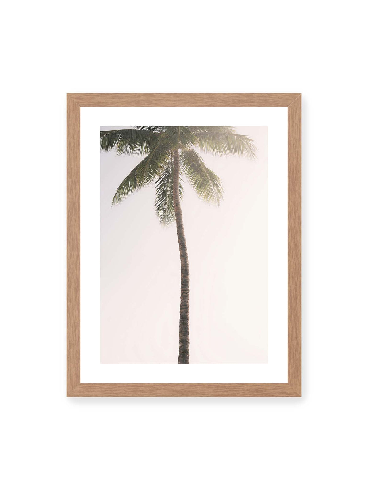 30x40 cm, weißer Galerie-Rand, Eichenrahmen – Einzelne hohe Palme mit schlankem Stamm und ausladenden grünen Wedeln vor einem fast weißen Himmel.