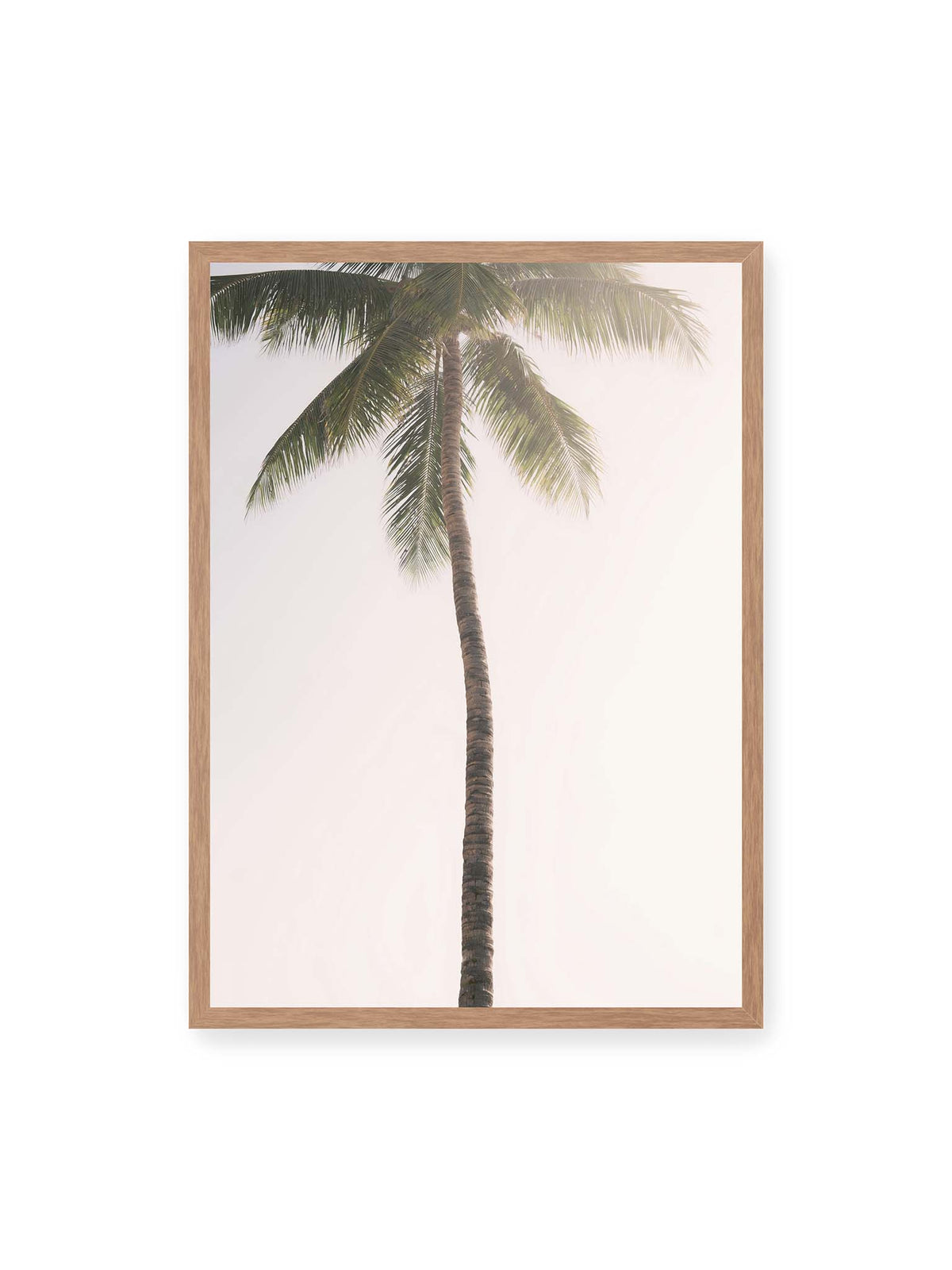 50x70 cm, Eichenrahmen – Einzelne hohe Palme mit schlankem Stamm und ausladenden grünen Wedeln vor einem fast weißen Himmel.