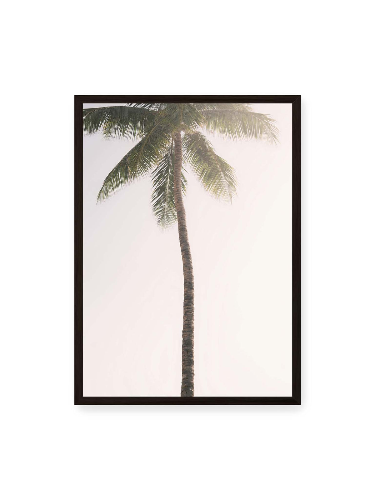 50x70 cm, schwarzer Rahmen – Einzelne hohe Palme mit schlankem Stamm und ausladenden grünen Wedeln vor einem fast weißen Himmel.